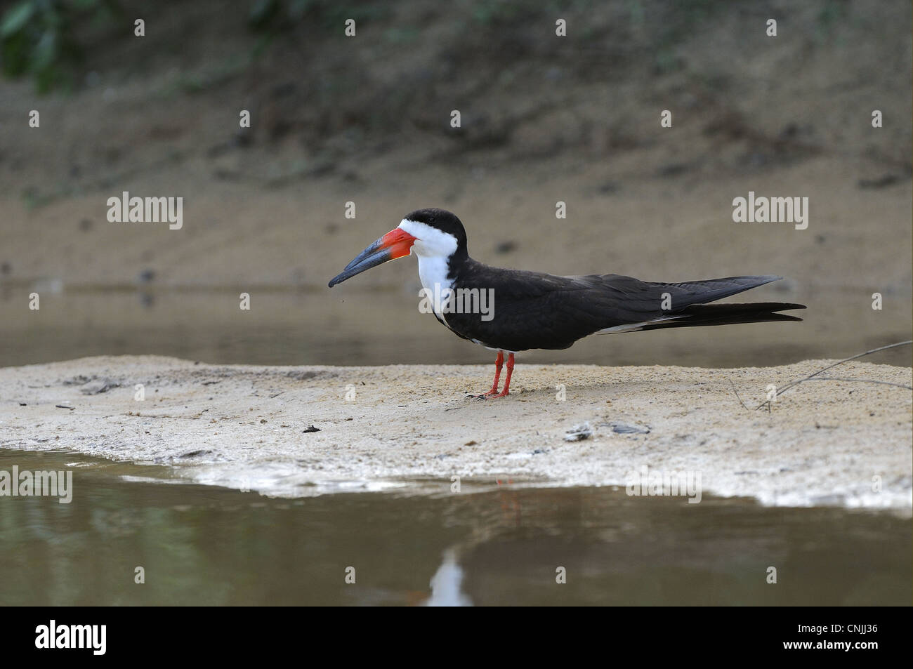 Schwarz-Skimmer (Rynchops Niger) Erwachsenen, stehend auf der Sandbank, Fisch, Guyana Stockfoto