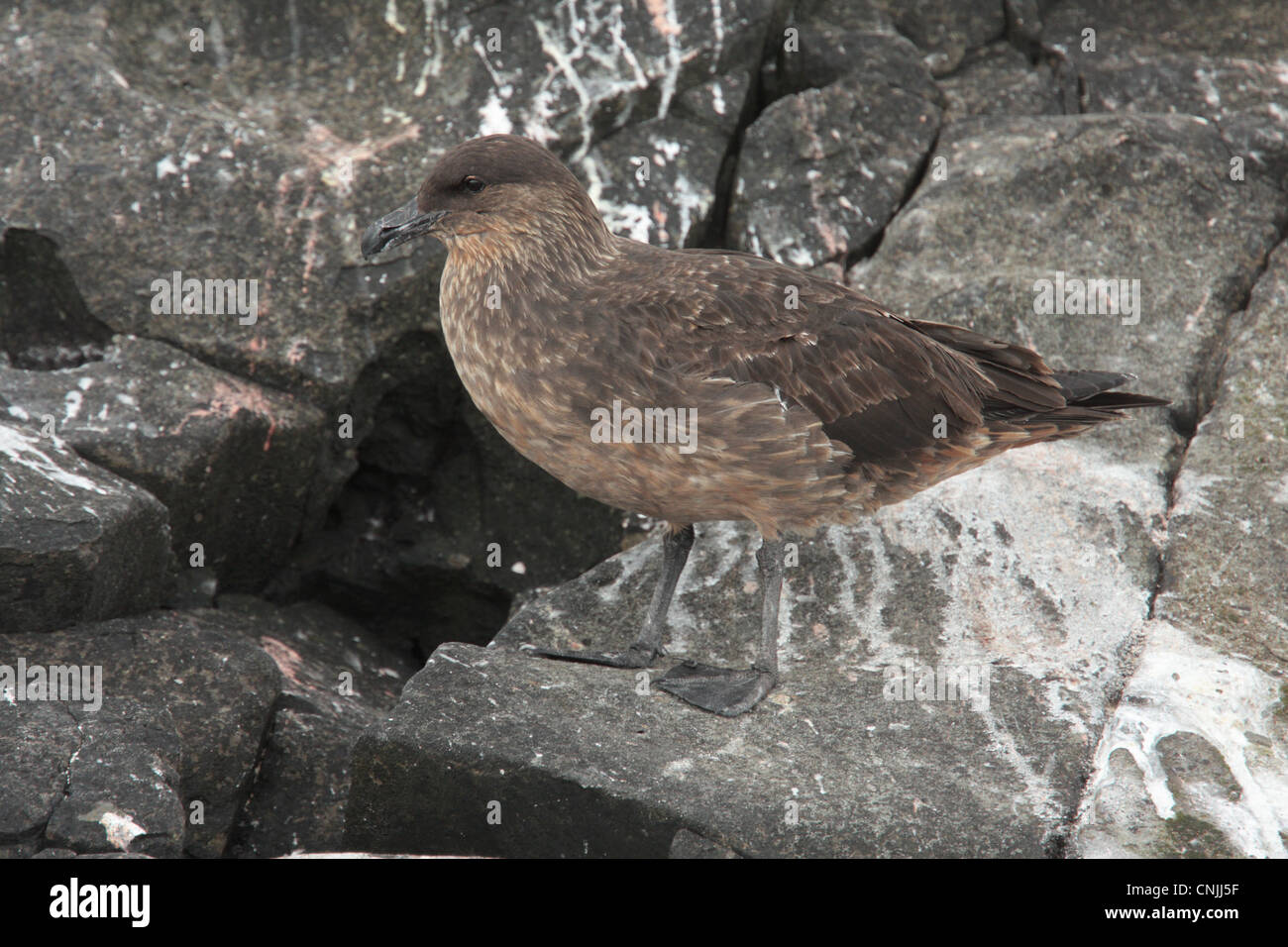 Chilenische Skua (Catharacta Chilensis) Erwachsenen, stehen auf Felsen, Ushuaia, Feuerland, Argentinien, Dezember Stockfoto