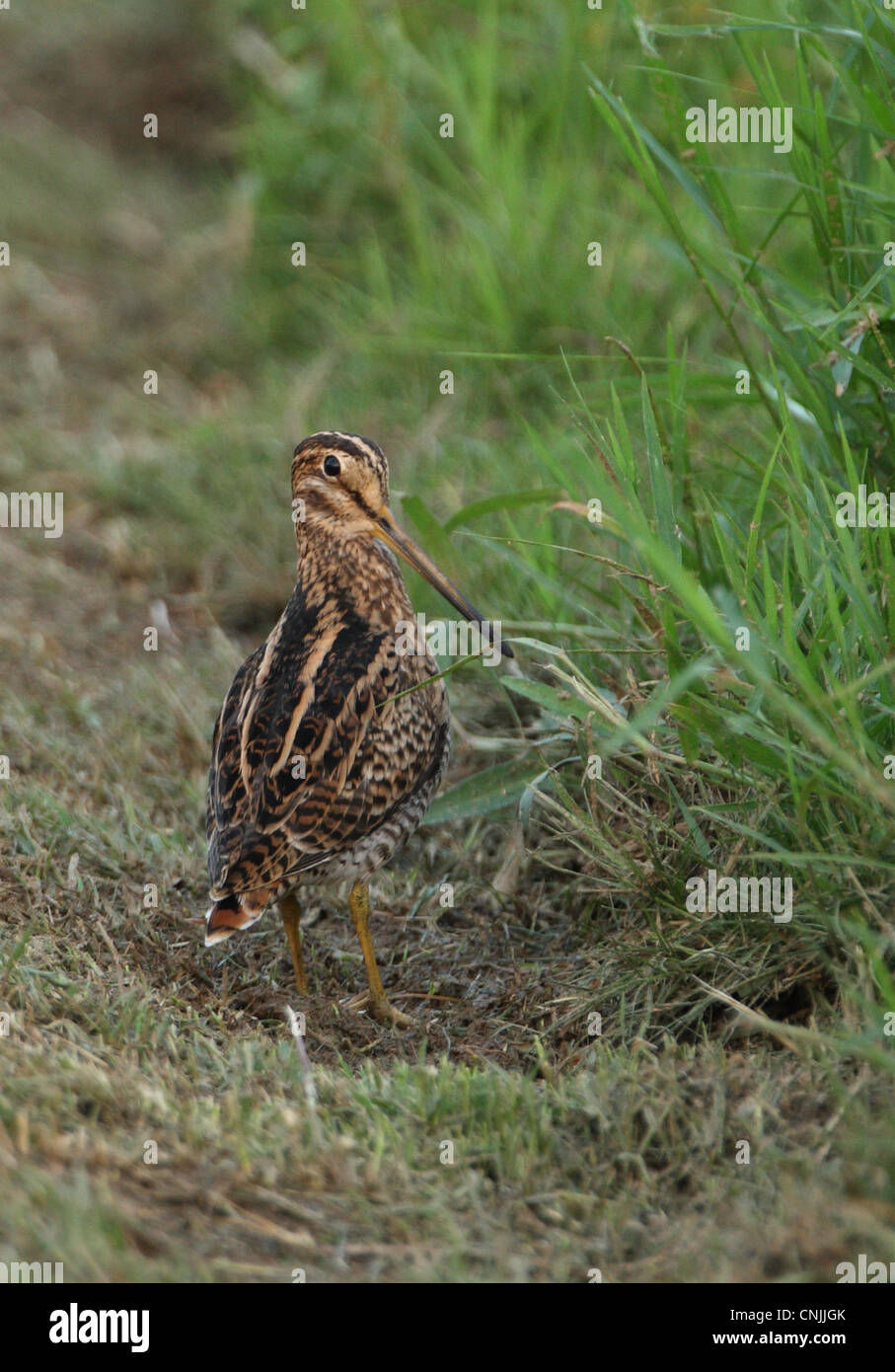 Pintail Snipe (Gallinago Stenura) Erwachsenen, stehen am Rande des Marais, Thailand, Februar Stockfoto