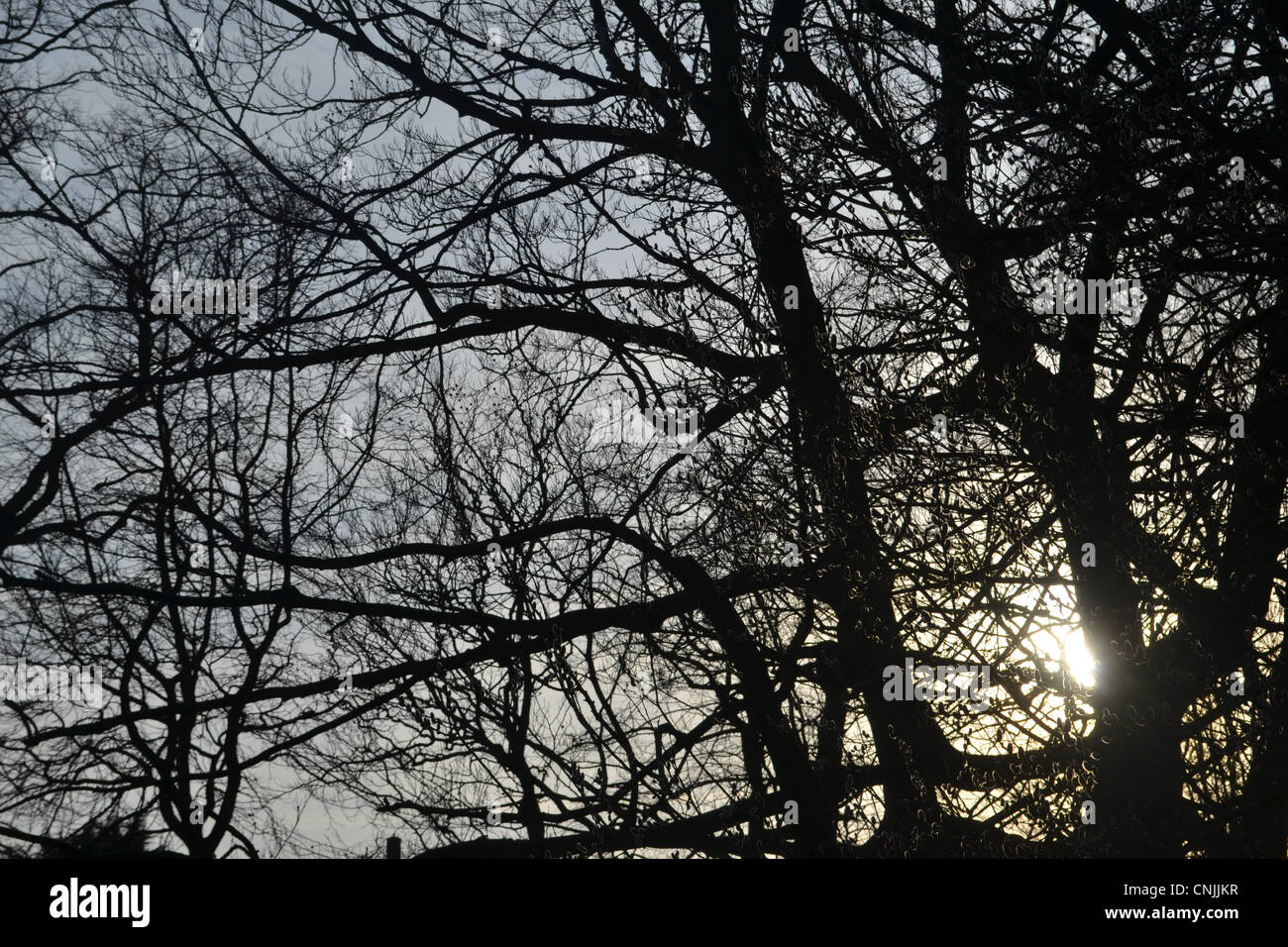 Silhouette von Baum und Niederlassungen in einen Sonnenuntergang Stockfoto