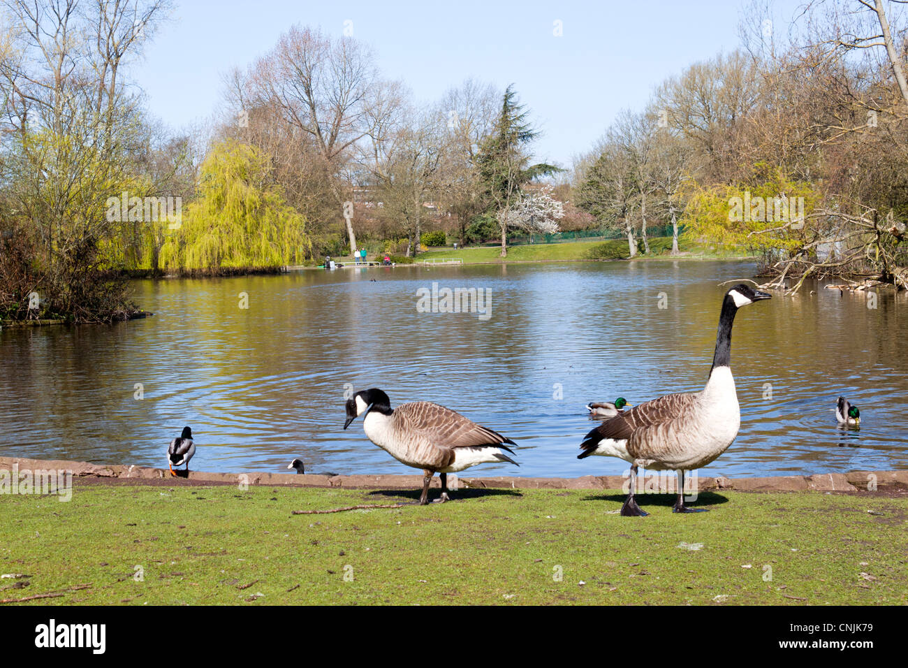 Kanadagänse in Hanley Park gesehen Stoke on Trent Stockfoto