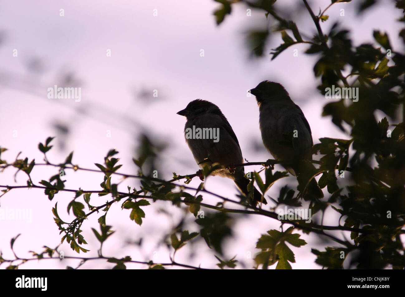 Erwachsenen paar eurasischen Baum-Spatz (Passer Montanus), thront in Hecke, Silhouette in der Abenddämmerung, Yorkshire, England, Juli Stockfoto