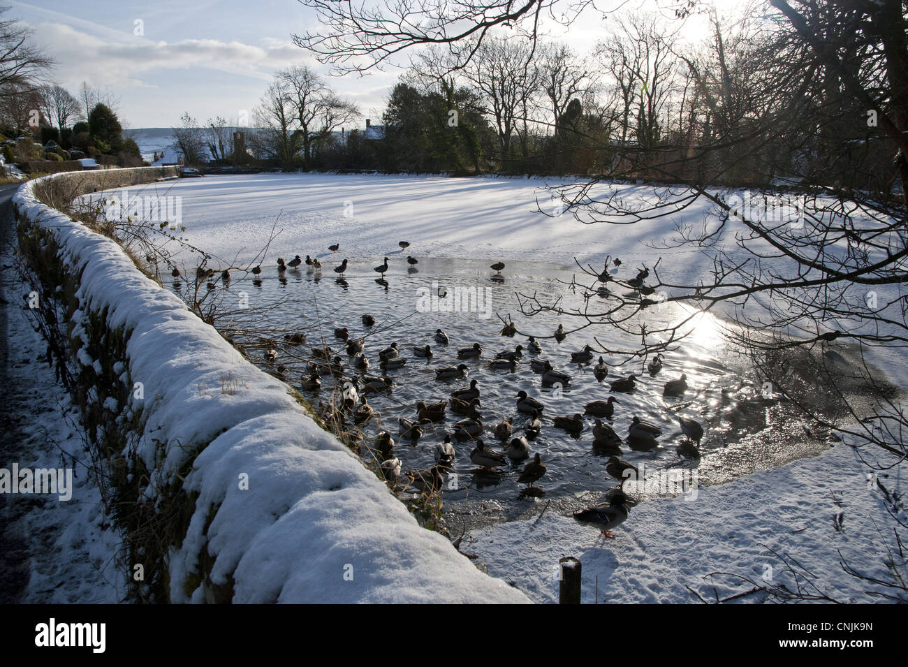Stockente (Anas Platyrhynchos) strömen, Schwimmen im Freiwasser des gefrorenen Mühlenteich, Chipping, Lancashire, England, Dezember Stockfoto