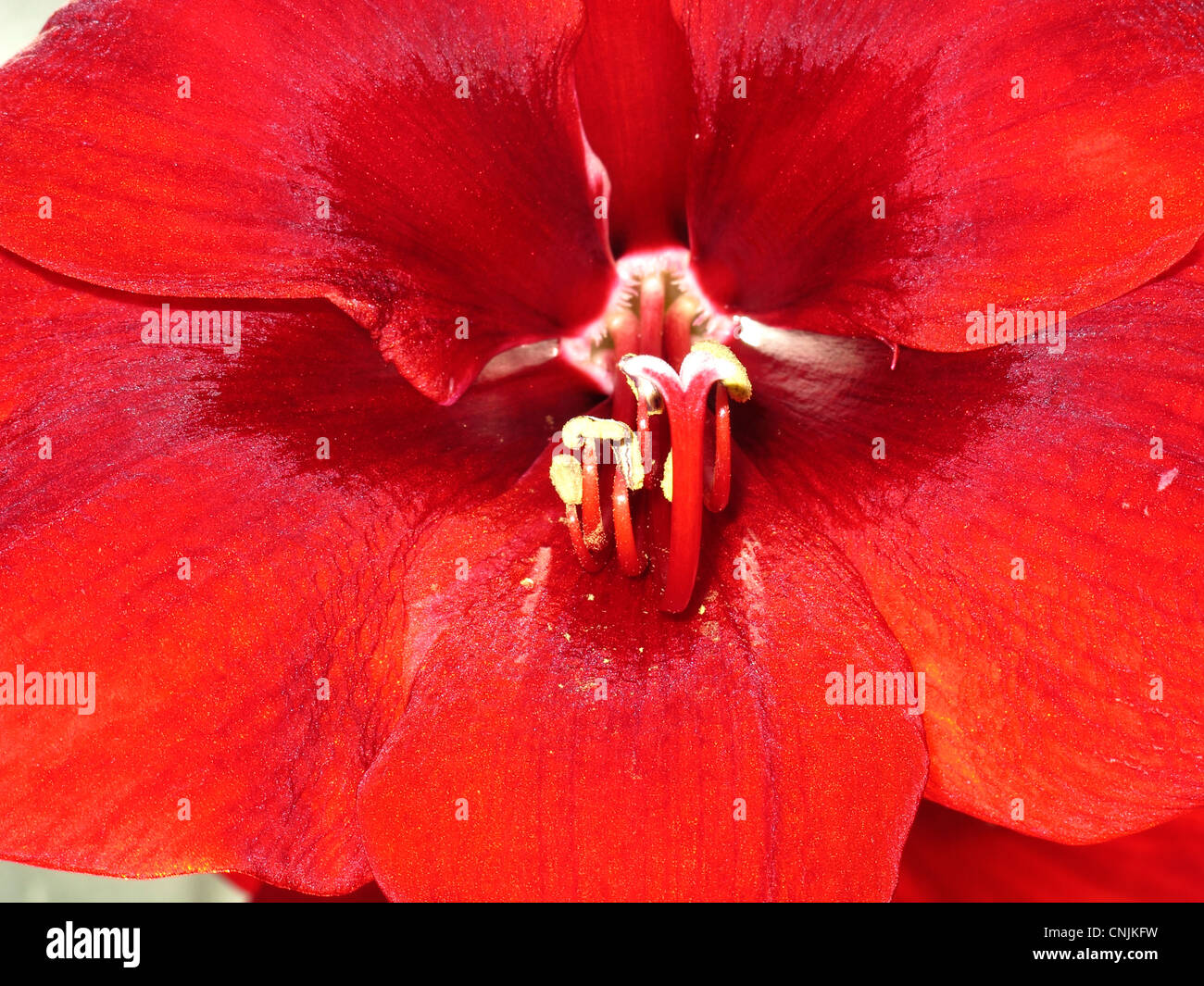 Carmen rote Blume im Gewächshaus im botanischen Botanischer Garten München Stockfoto