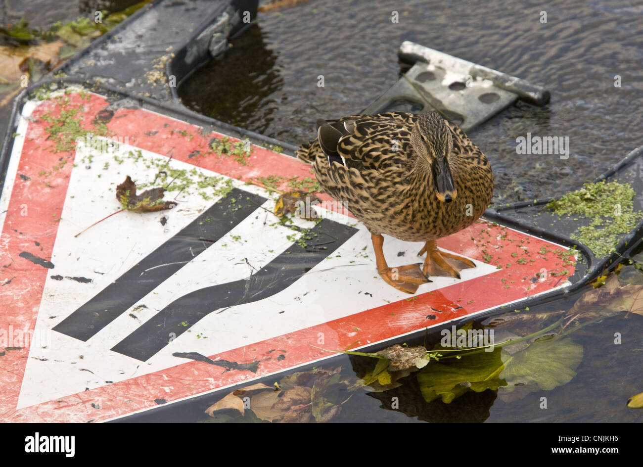 Mallard Ente Anas Platyrhynchos Erwachsenen weiblichen stehen auf "Road Narrows" unterzeichnen im seichten Wasser Fluss Stour Dorset England Oktober Stockfoto