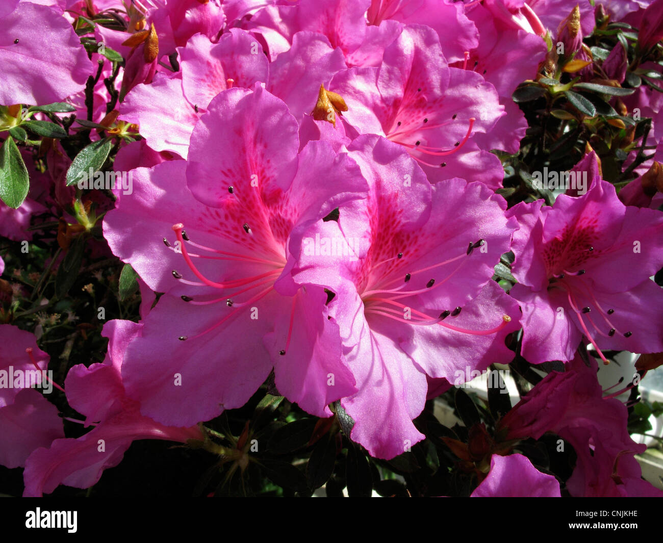 Rhododendron simsii Fotos und Bildmaterial in hoher Auflösung Alamy