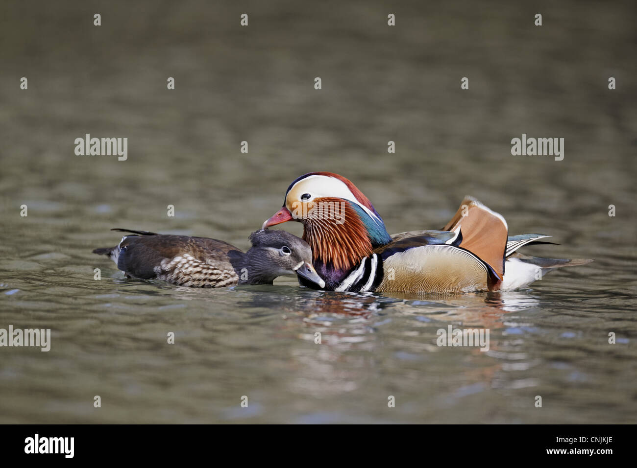 Mandarinente (Aix Galericulata) eingeführten Arten, Erwachsenen paar, in der Pre-Paarung Balz auf dem Wasser, Midlands, England, april Stockfoto