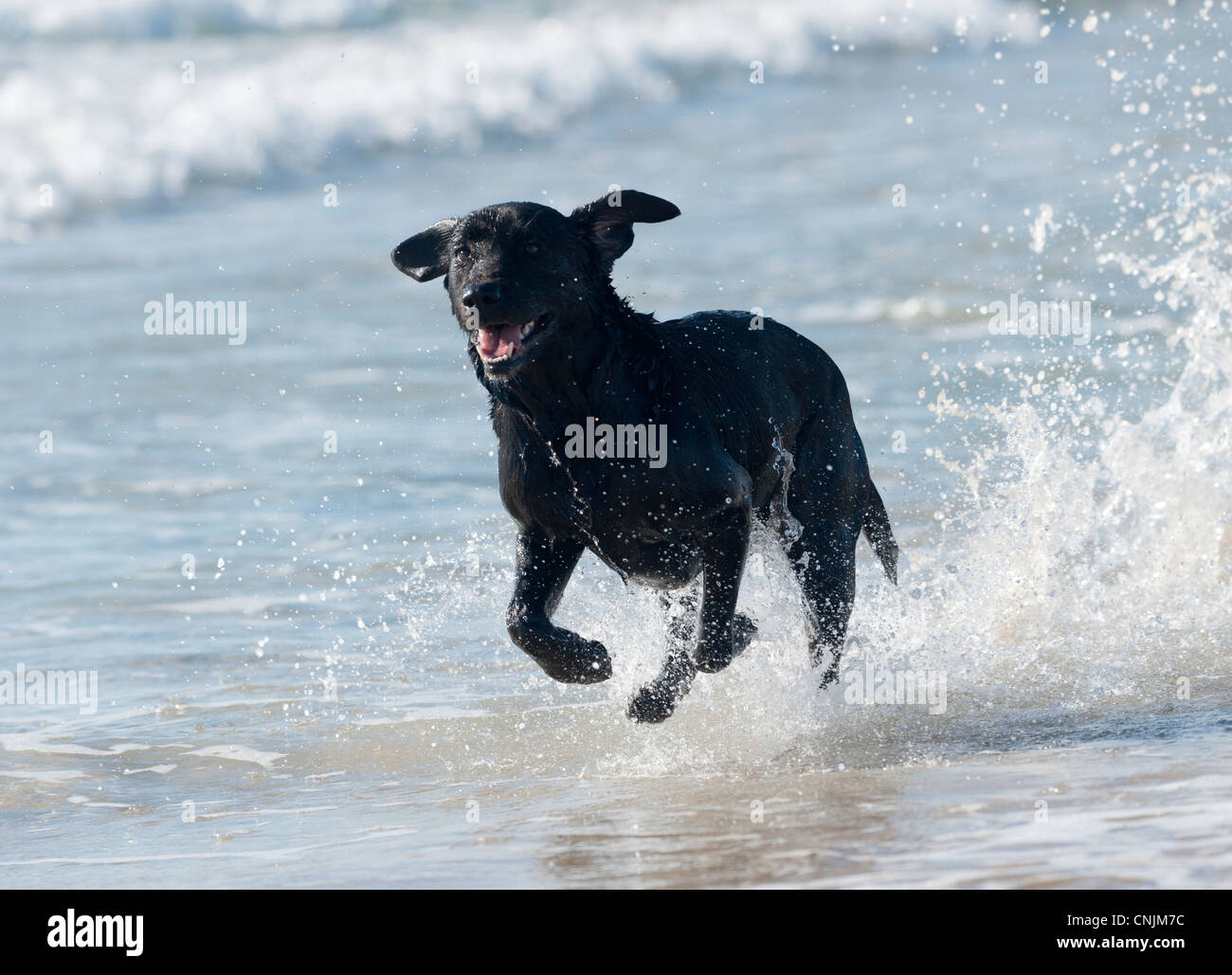 Glücklich Labrador entlang des Strandes. Stockfoto