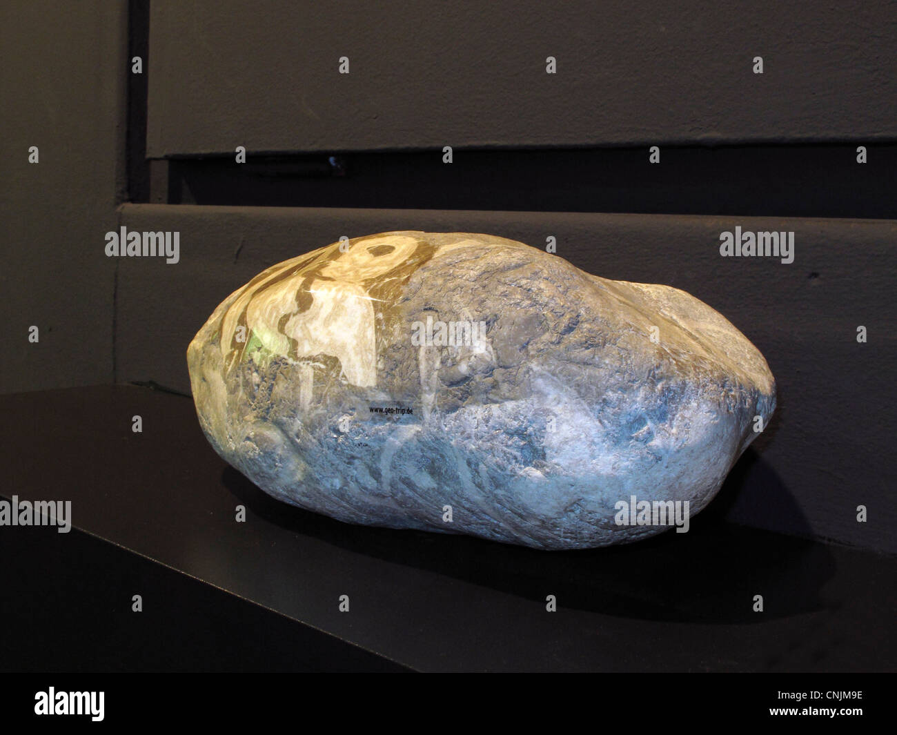 Versteinerte Muscheln im Wettersteinkalk Stockfoto