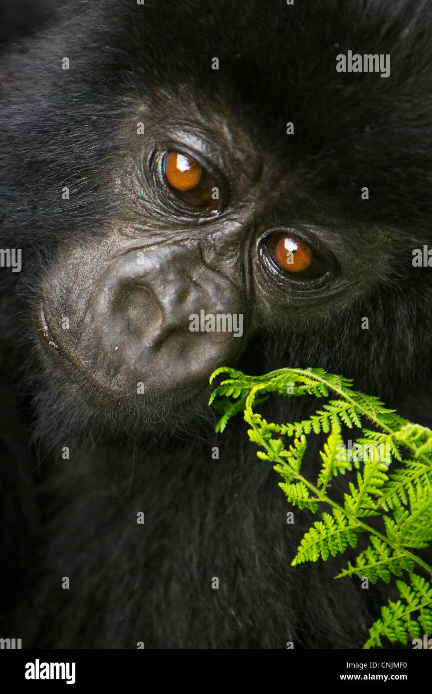 Afrika, Ruanda, Juvenile Berggorillas (Gorilla Gorilla Beringei) der Umubano Gruppe am Volcanoes NP in den Virunga. Stockfoto