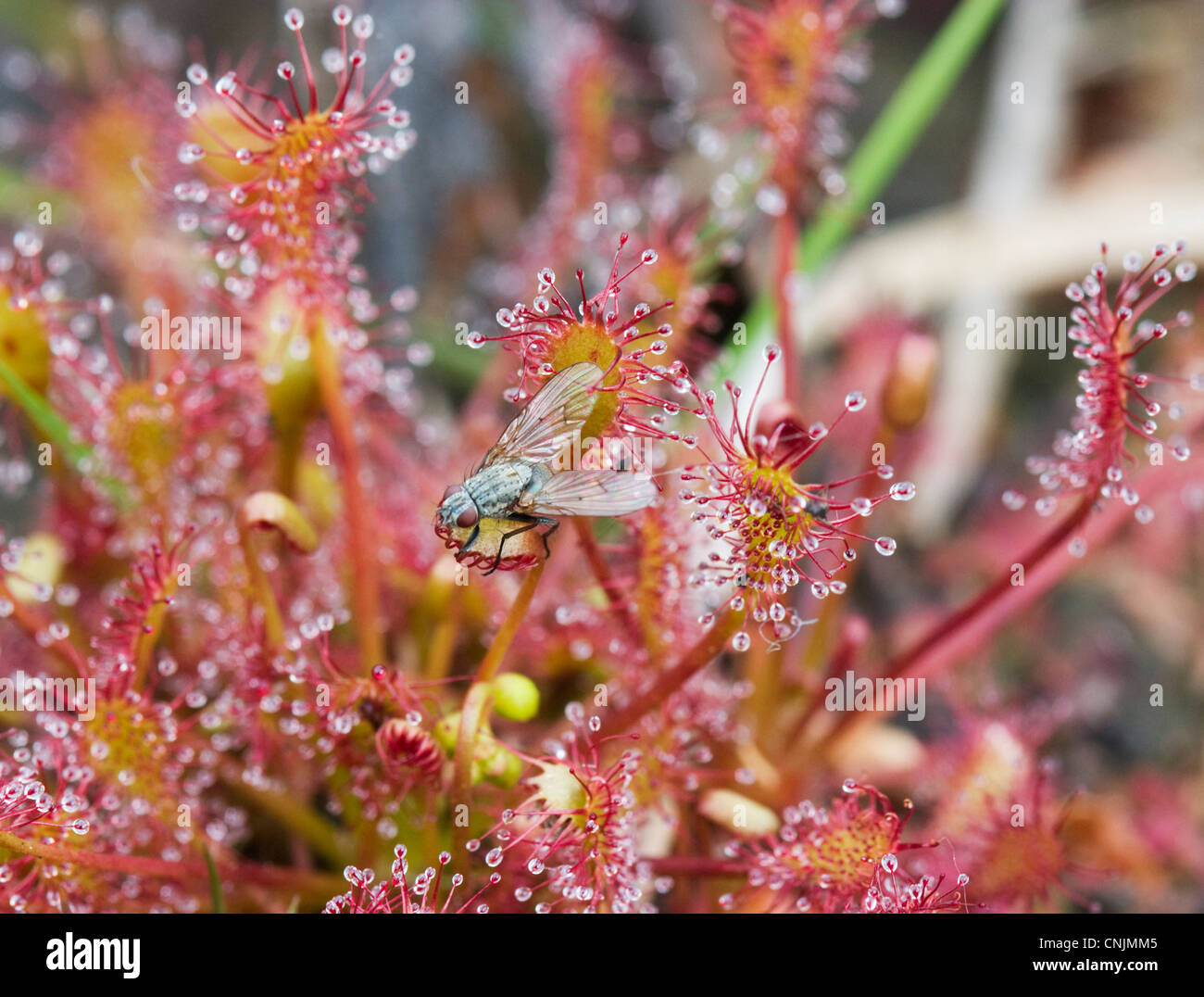 Eine Fliege auf Englisch Sonnentau (Drosera Anglica), stecken eine fleischfressende Pflanze. Stockfoto