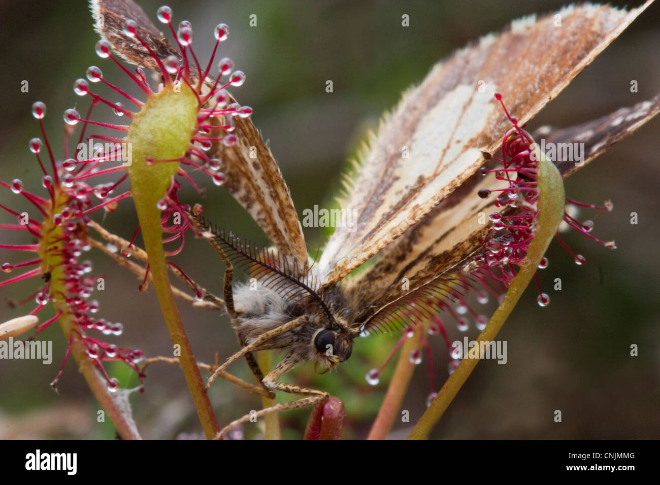 Eine Motte, gefangen von englischen Sonnentau (Drosera Anglica), eine fleischfressende Pflanze. Stockfoto