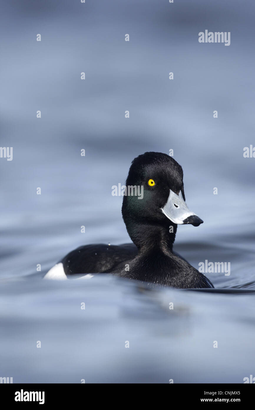 Erwachsene männliche Reiherenten (Aythya Fuligula), Schwimmen im See, Schottland, winter Stockfoto