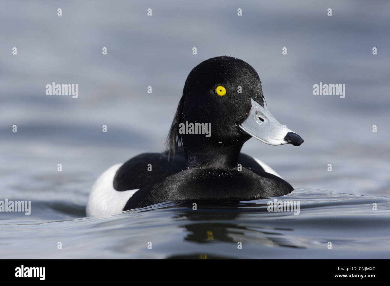 Erwachsene männliche Reiherenten (Aythya Fuligula), Schwimmen im See, Schottland, winter Stockfoto