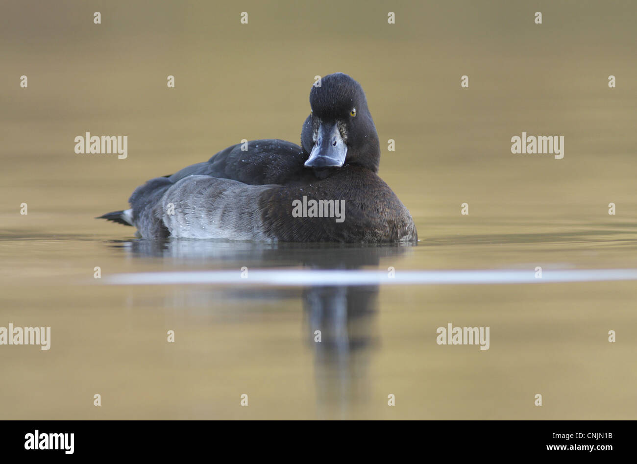Erwachsenes Weibchen Reiherenten (Aythya Fuligula), Schwimmen am See, West Yorkshire, England, Januar Stockfoto
