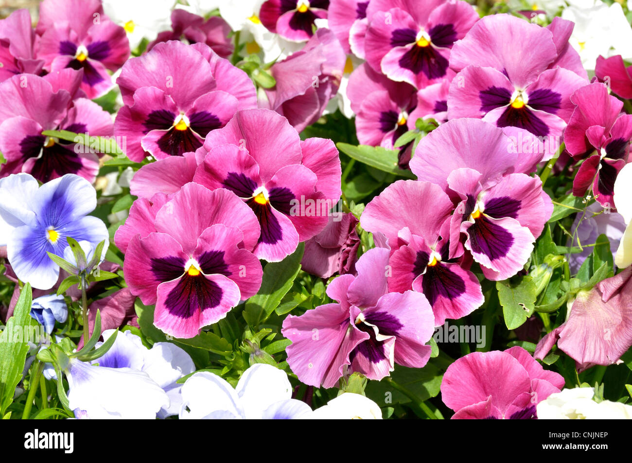 Viola sororia Blumen in voller Blüte Stockfoto