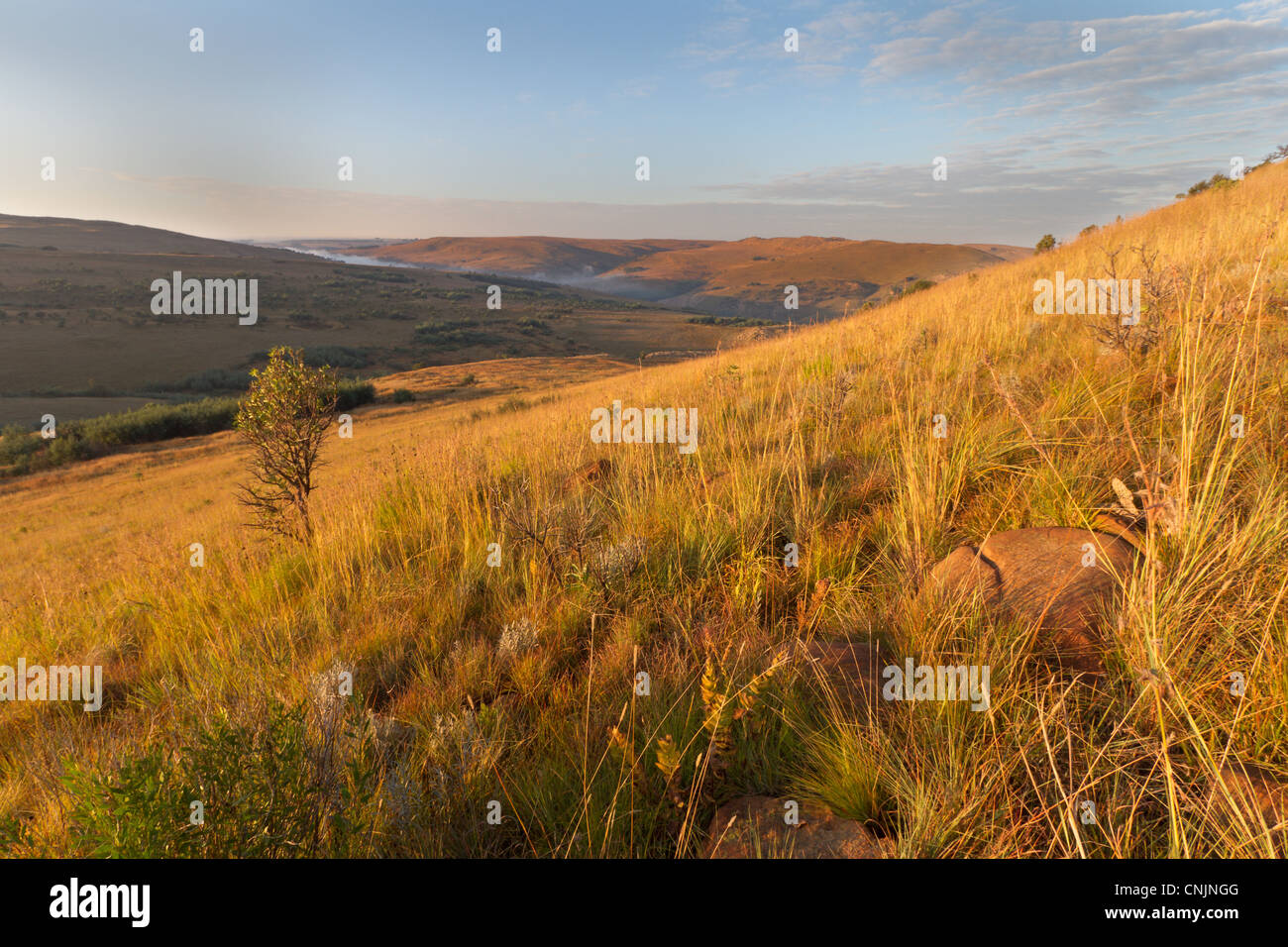 Schöne Aussicht auf sanften Hügeln bedeckt im Nebel auf die South African Highlands Meander Stockfoto