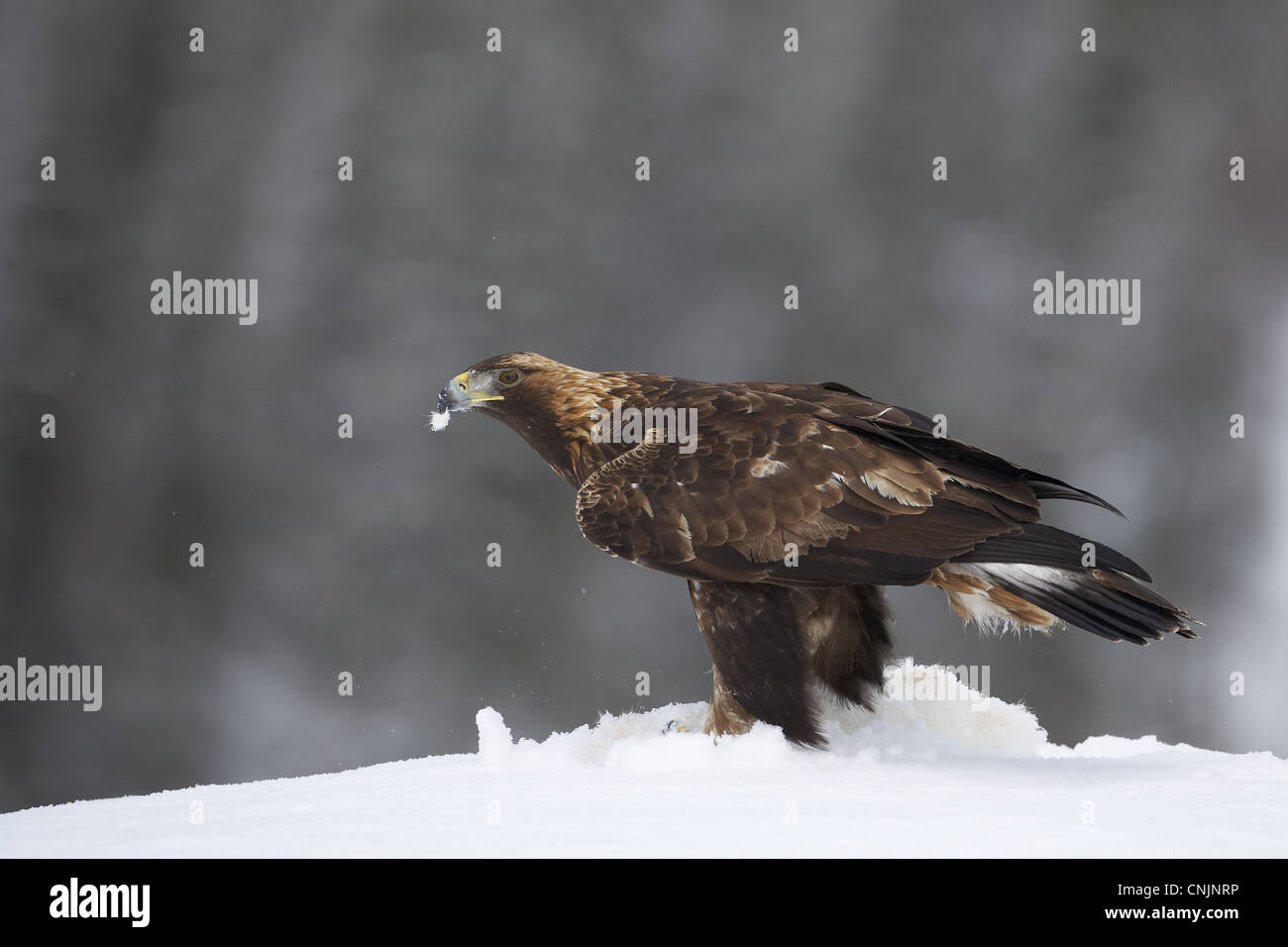 Steinadler (Aquila Chrysaetos) Juvenile, ernähren sich von Schneehase (Lepus Timidus) Beute im Winter Schnee, Norwegen, Stockfoto