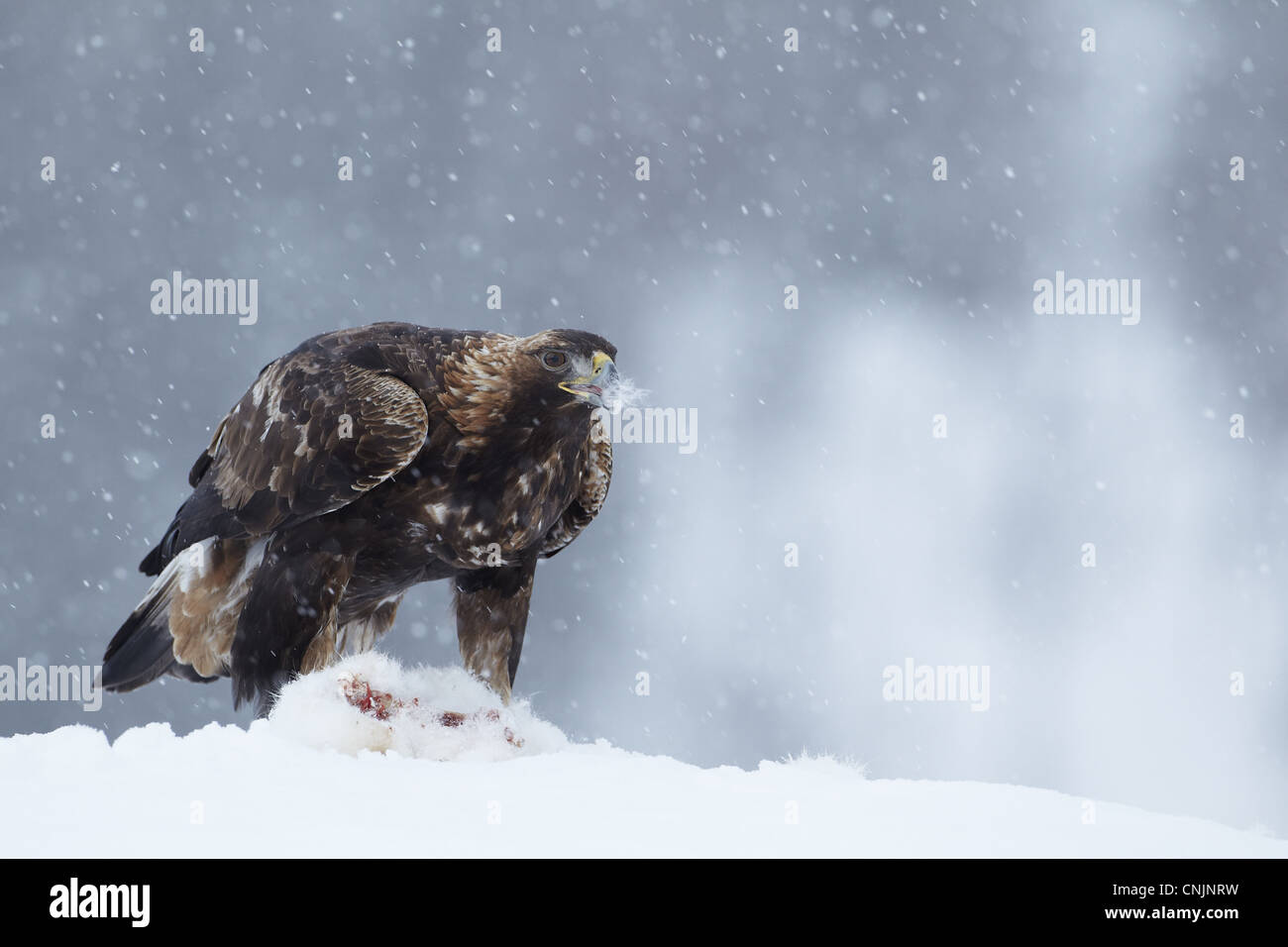Steinadler Aquila Chrysaetos juvenile Fütterung auf Berg Hase Lepus Timidus Beute im Schnee Schneesturm Norwegen Winter Stockfoto