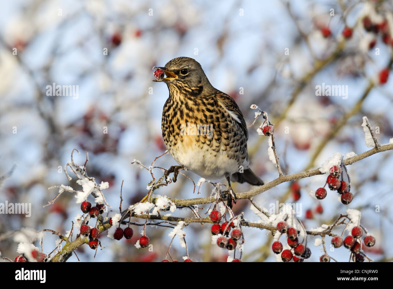 Wacholderdrossel (Turdus Pilaris) Erwachsenen, Fütterung auf Weißdornbeeren in Frost, Midlands, England, Dezember Stockfoto