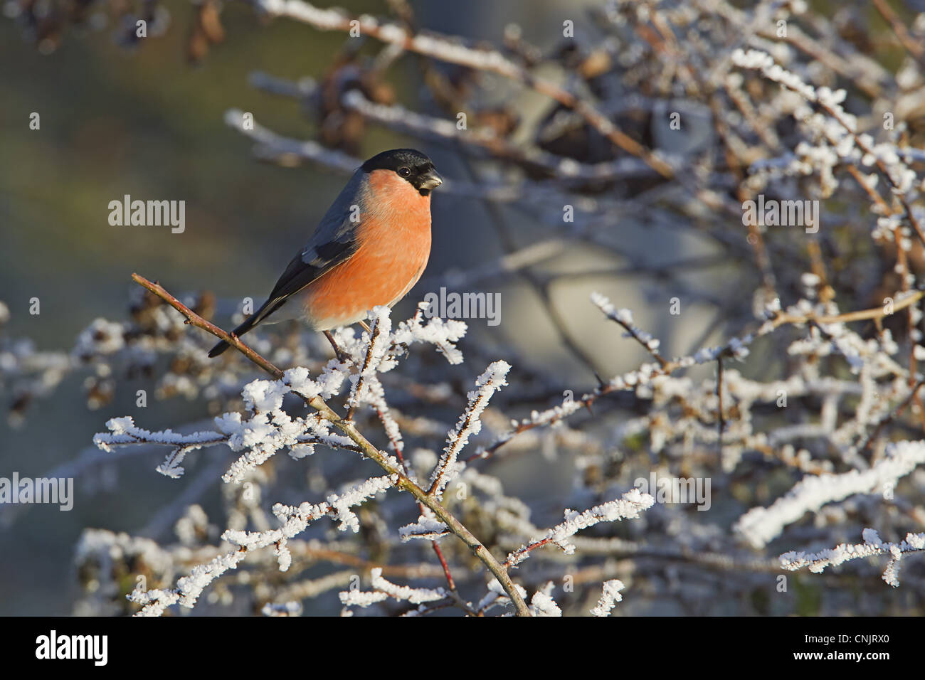 Eurasische Gimpel (Pyrrhula Pyrrhula) Männchen, thront auf Frost bedeckt Zweige in Hecke, Warwickshire, England, Dezember Stockfoto