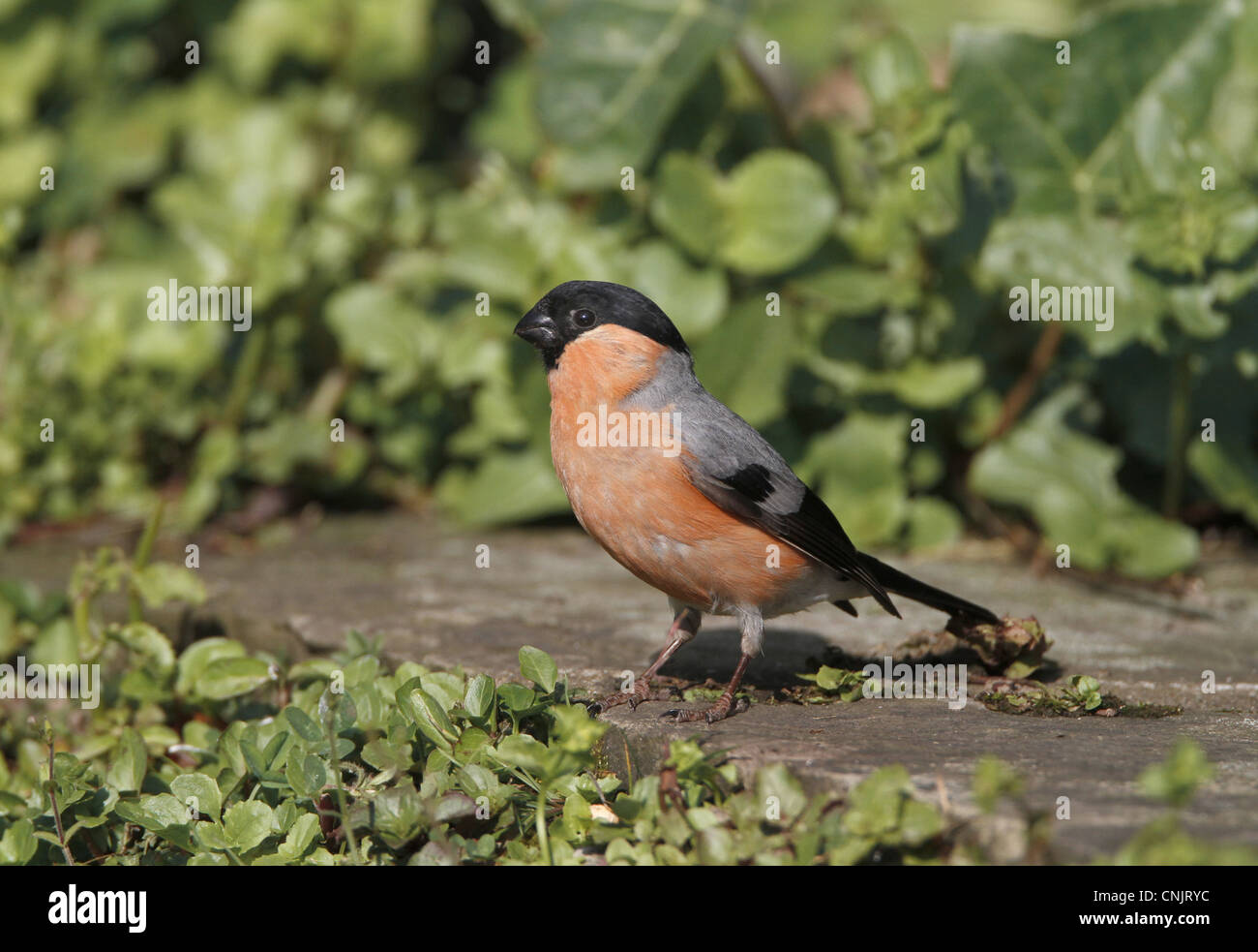 Erwachsene männliche eurasischen Gimpel (Pyrrhula Pyrrhula), stehend auf Pflasterstein im Garten, Yorkshire, England, Juni Stockfoto