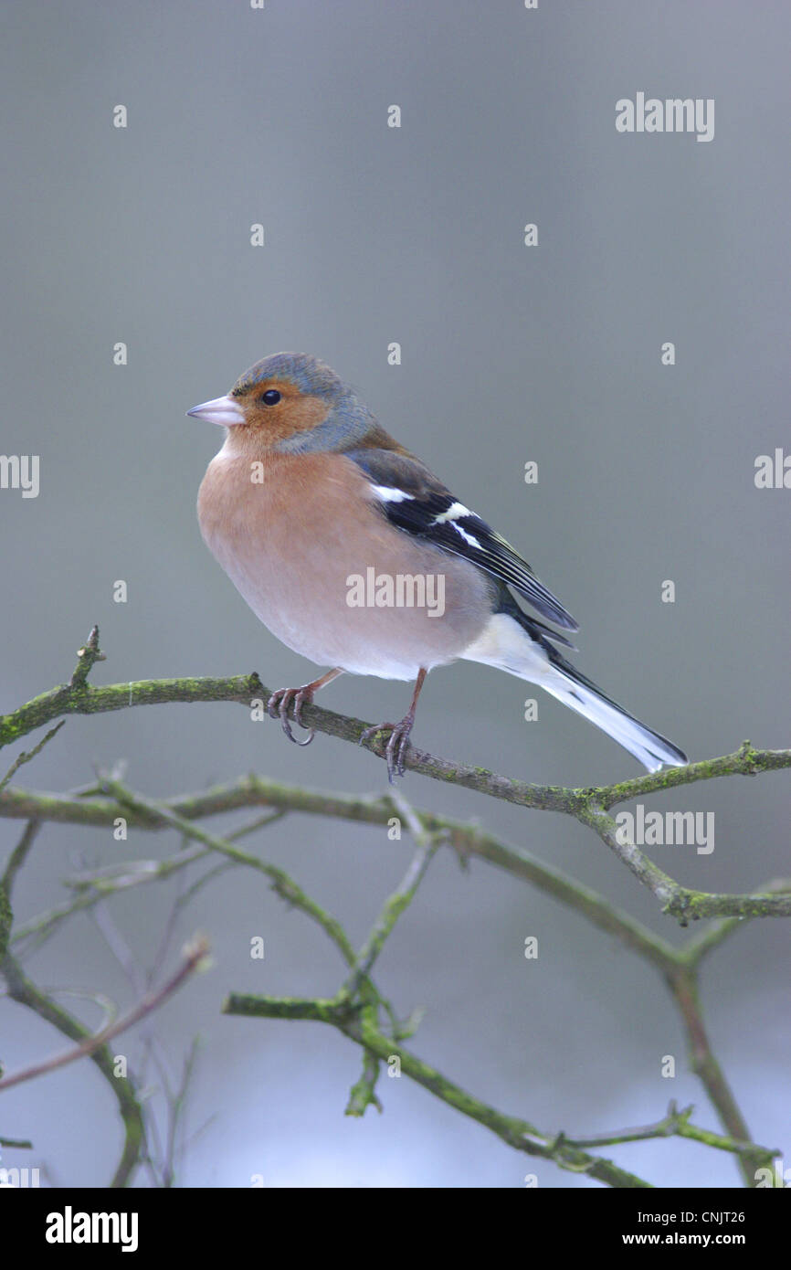 Buchfinken (Fringilla Coelebs) Männchen, thront auf Zweig im Schnee, Yorkshire, England, Dezember Stockfoto