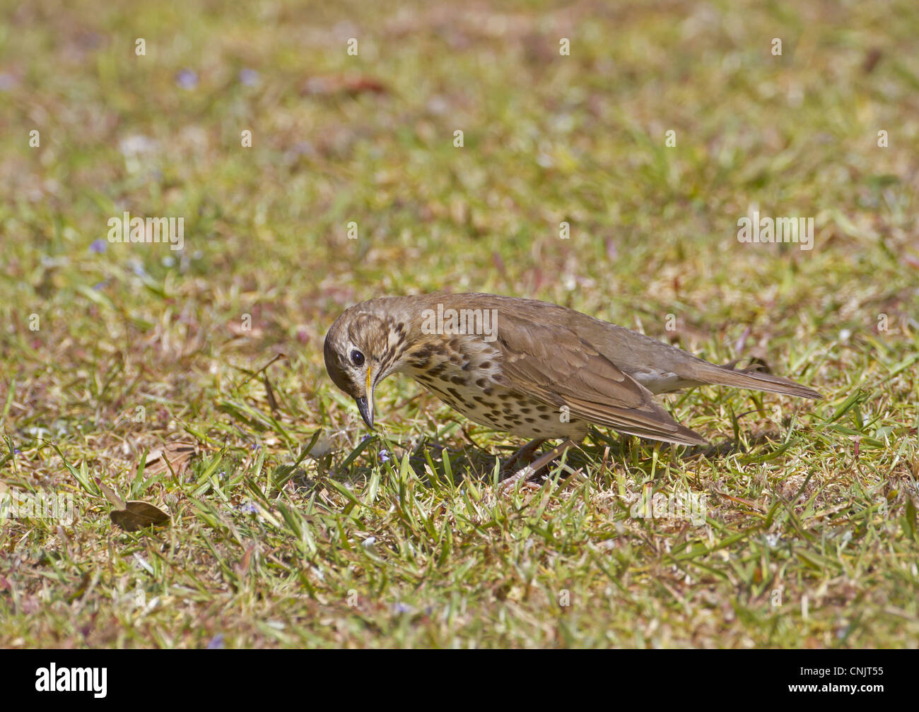 Singdrossel (Turdus Philomelos) eingeführten Arten, Erwachsene, Nahrungssuche auf kurzen Rasen, New Zealand, november Stockfoto