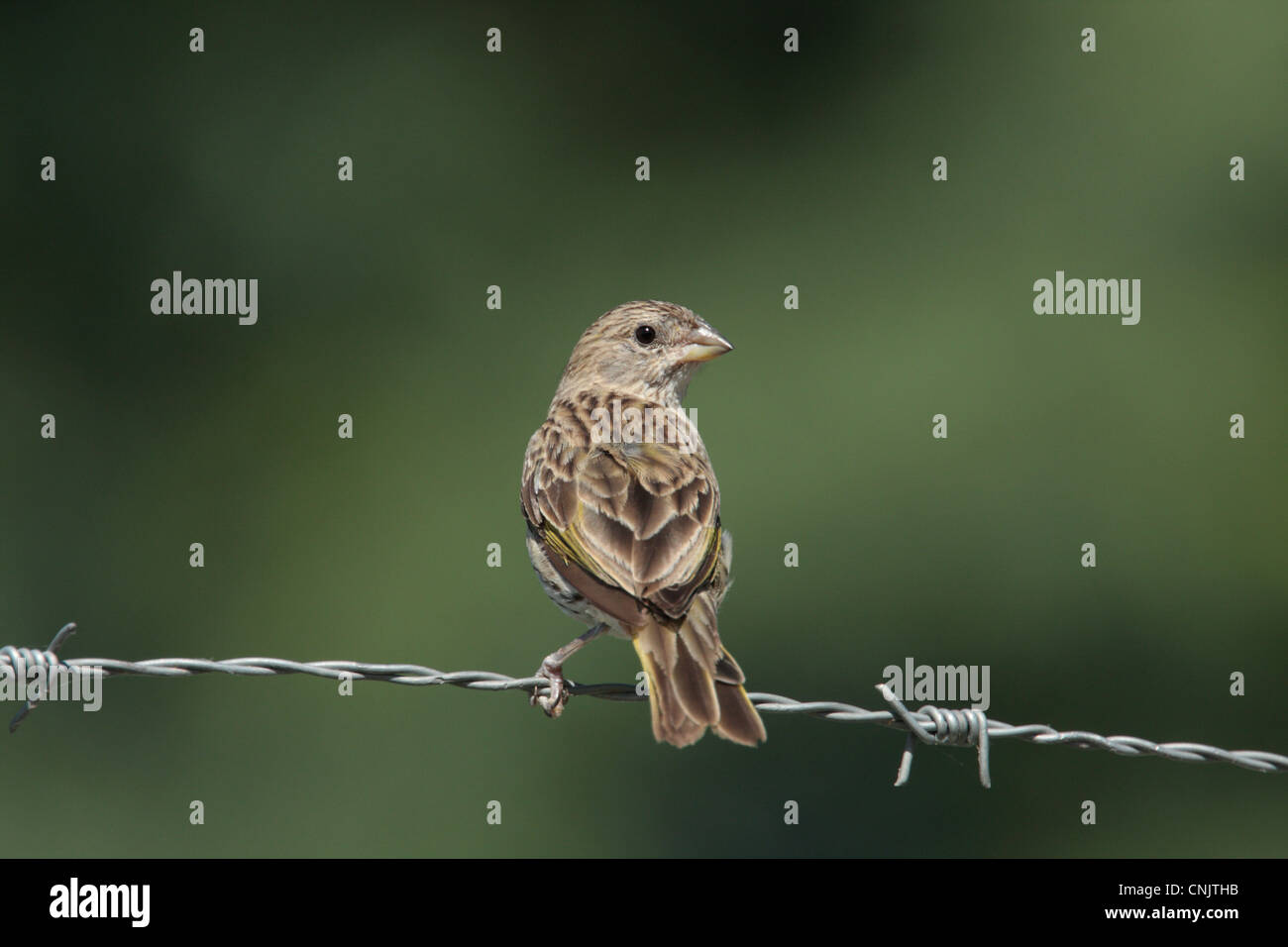 Safran Finch Sicalis Flaveola Erwachsenfrau thront Stacheldraht Zaun Costanera Sur Natur Reserve Provinz Buenos Aires Stockfoto