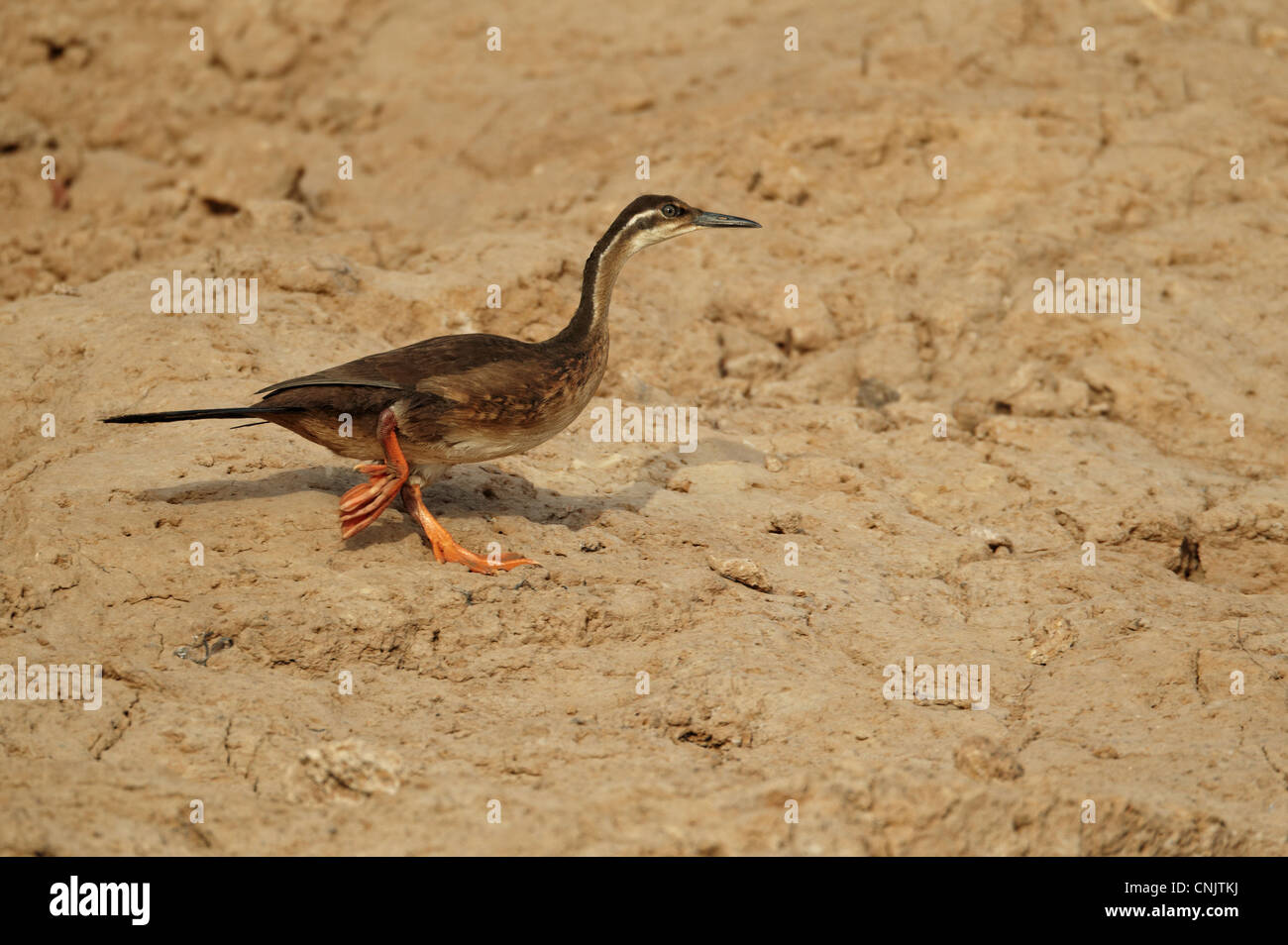 Afrikanischer Finfoot (Podica Senegalensis) unreif, Wandern am Ufer, Niokolo Koba, Senegal, Januar Stockfoto