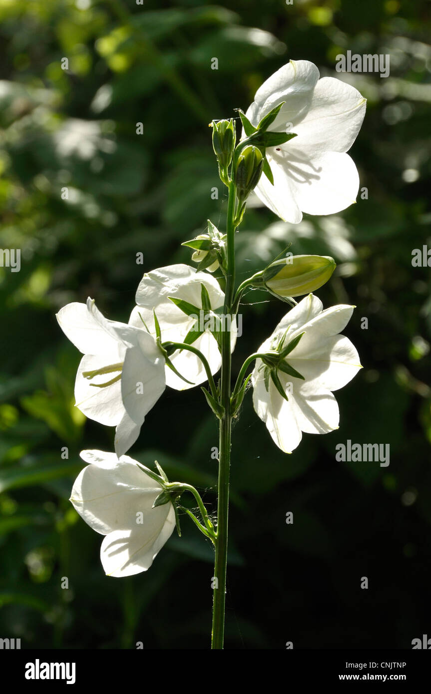 Weißer Pfirsich blättrige Glockenblume (Campanula Persicifolia). Stockfoto