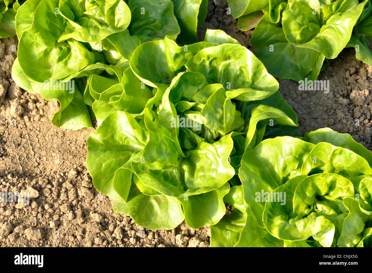 Kopfsalat (Lactuca Sativa), im Gemüsegarten wachsen. Stockfoto