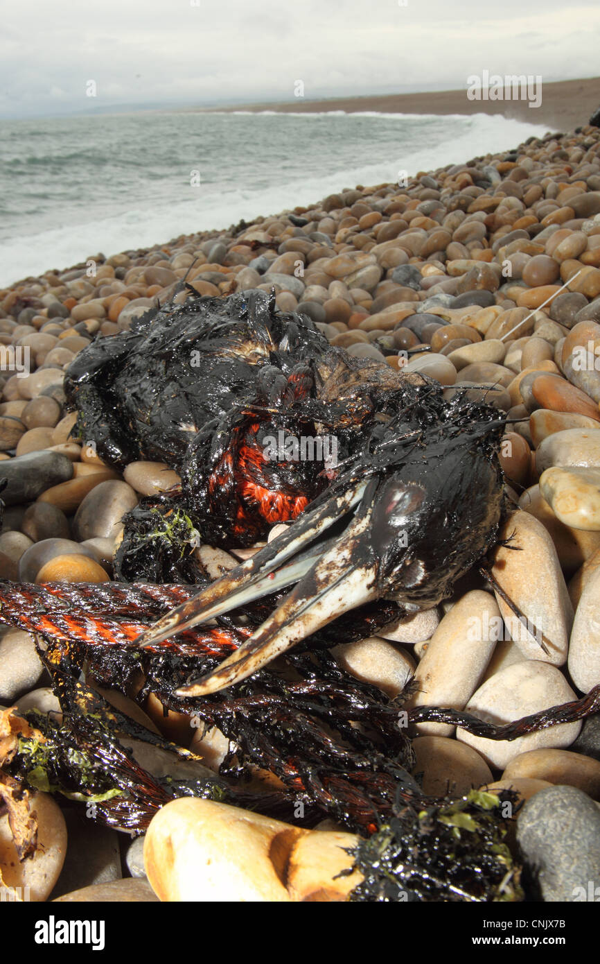 Basstölpel (Morus Bassanus) tot, geölt Karkasse angespült Kiesstrand, Chesil Beach, Dorset, England, Juli Stockfoto