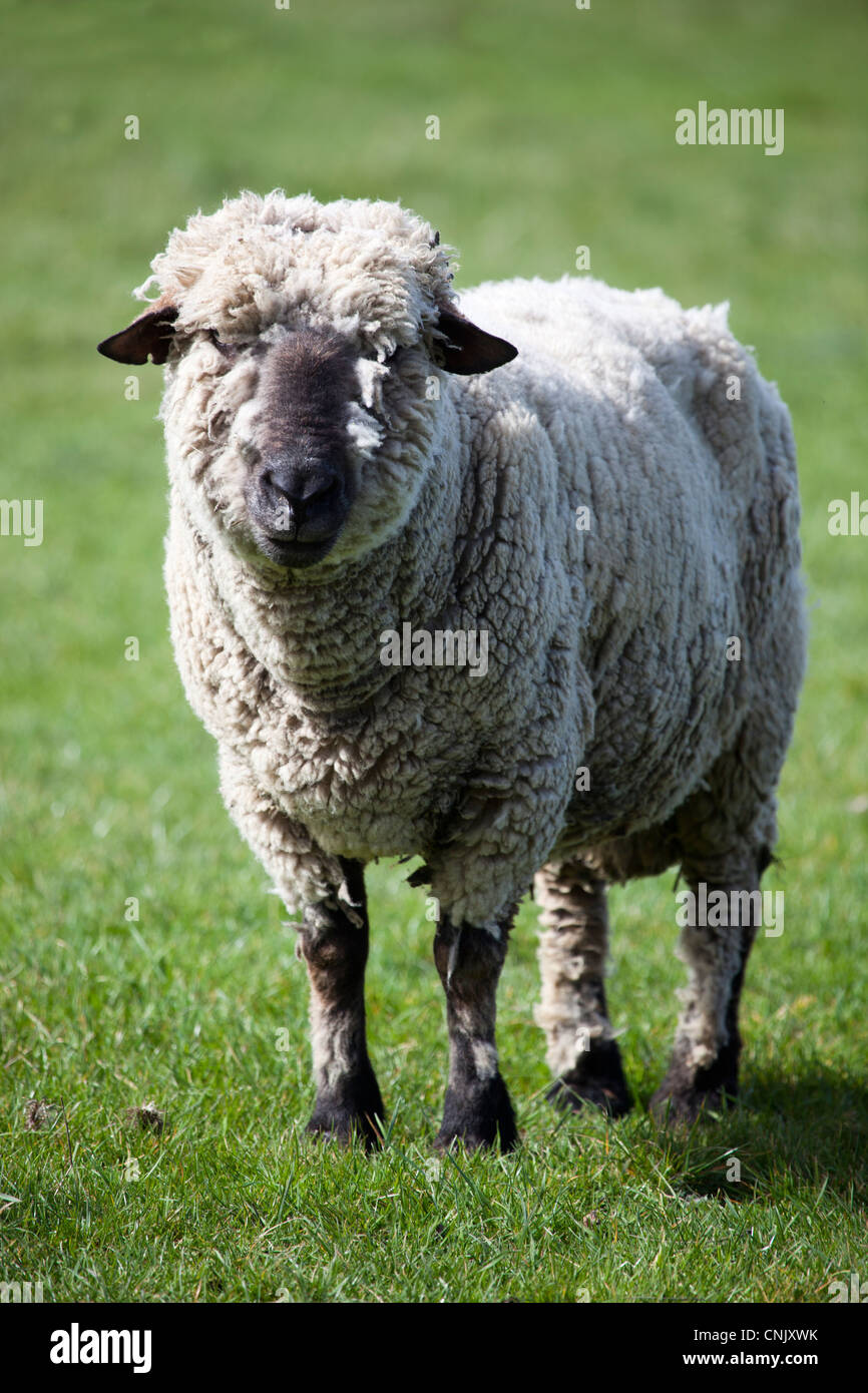 Oxford, Schafe Stockfoto