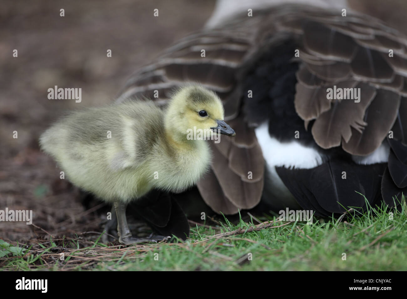 Kanadagans (Branta Canadensis) eingeführten Arten, Gosling, neben Eltern, London, England, Mai Stockfoto