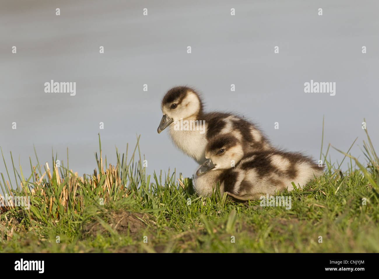 Ägyptische Gans Alopochen Aegyptiacus eingeführten Arten zwei Gänsel ruhen Ufer Fluss Themse Thames Valley Oxfordshire Stockfoto