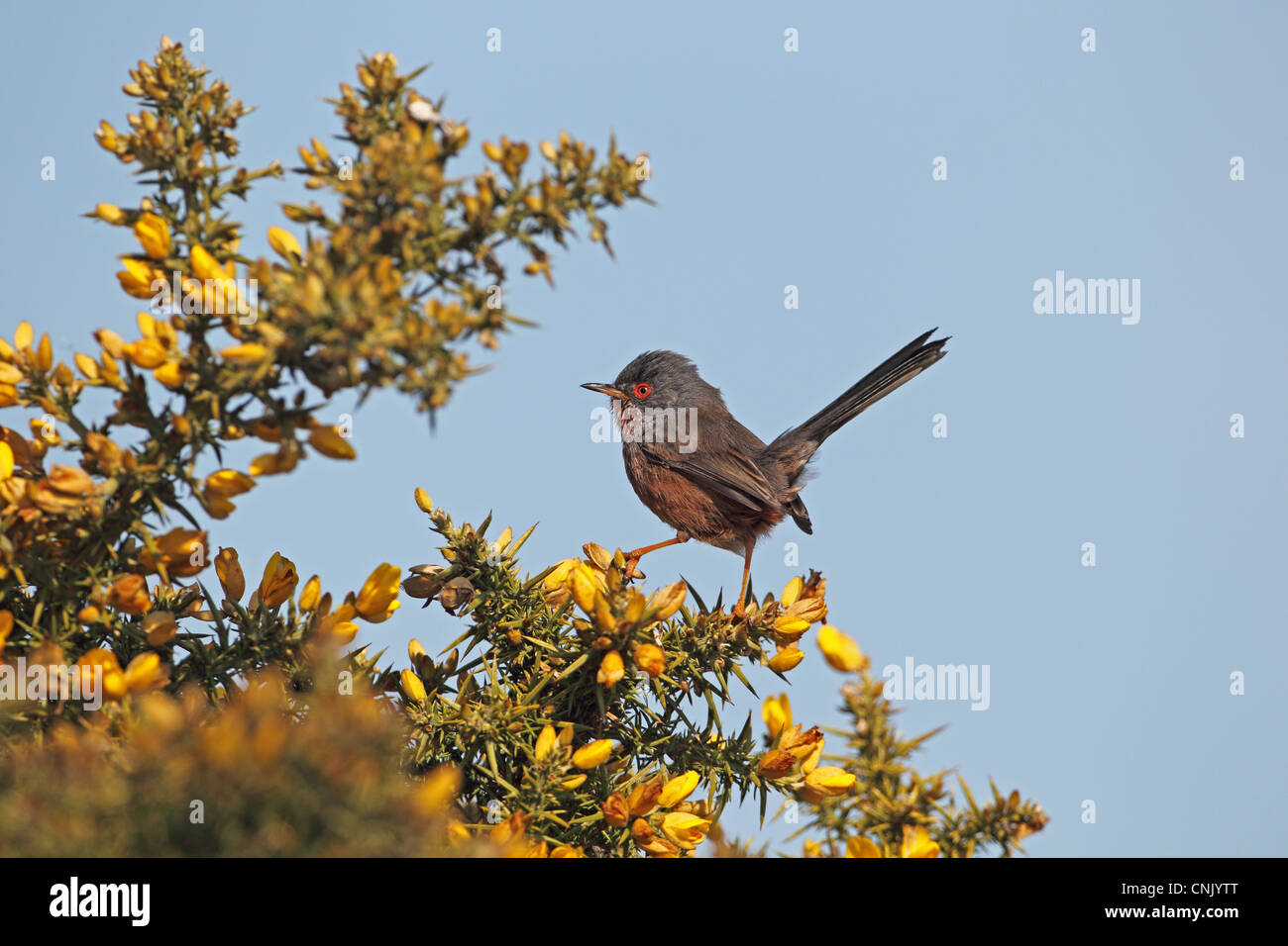 Dartford Warbler (Sylvia Undata) Männchen, thront auf blühende Stechginster, Dunwich Heath, Suffolk, England, april Stockfoto