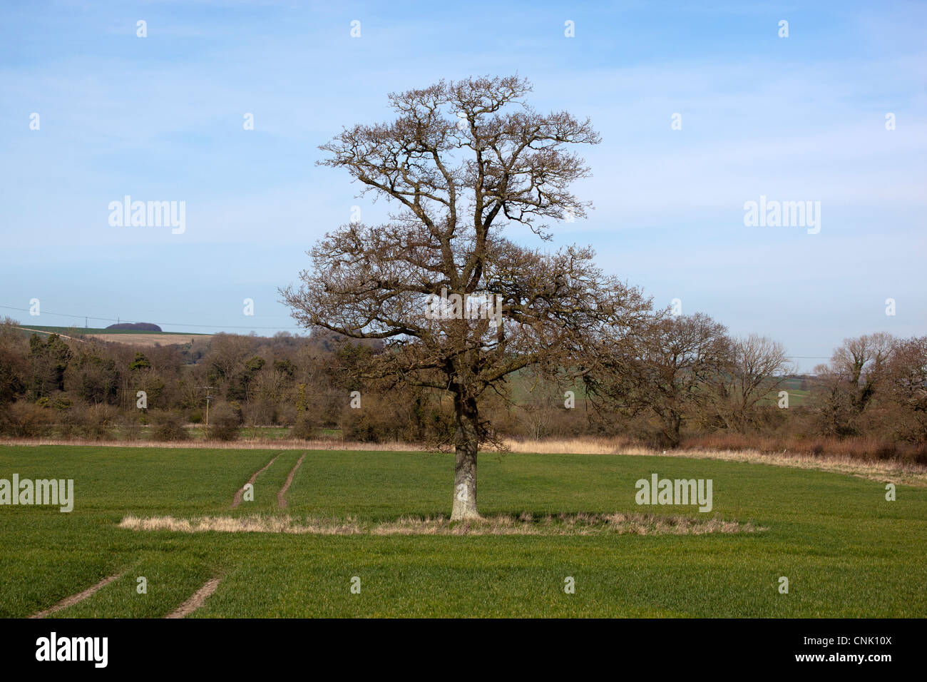 Isolierte Baum auf Ackerland Stockfoto