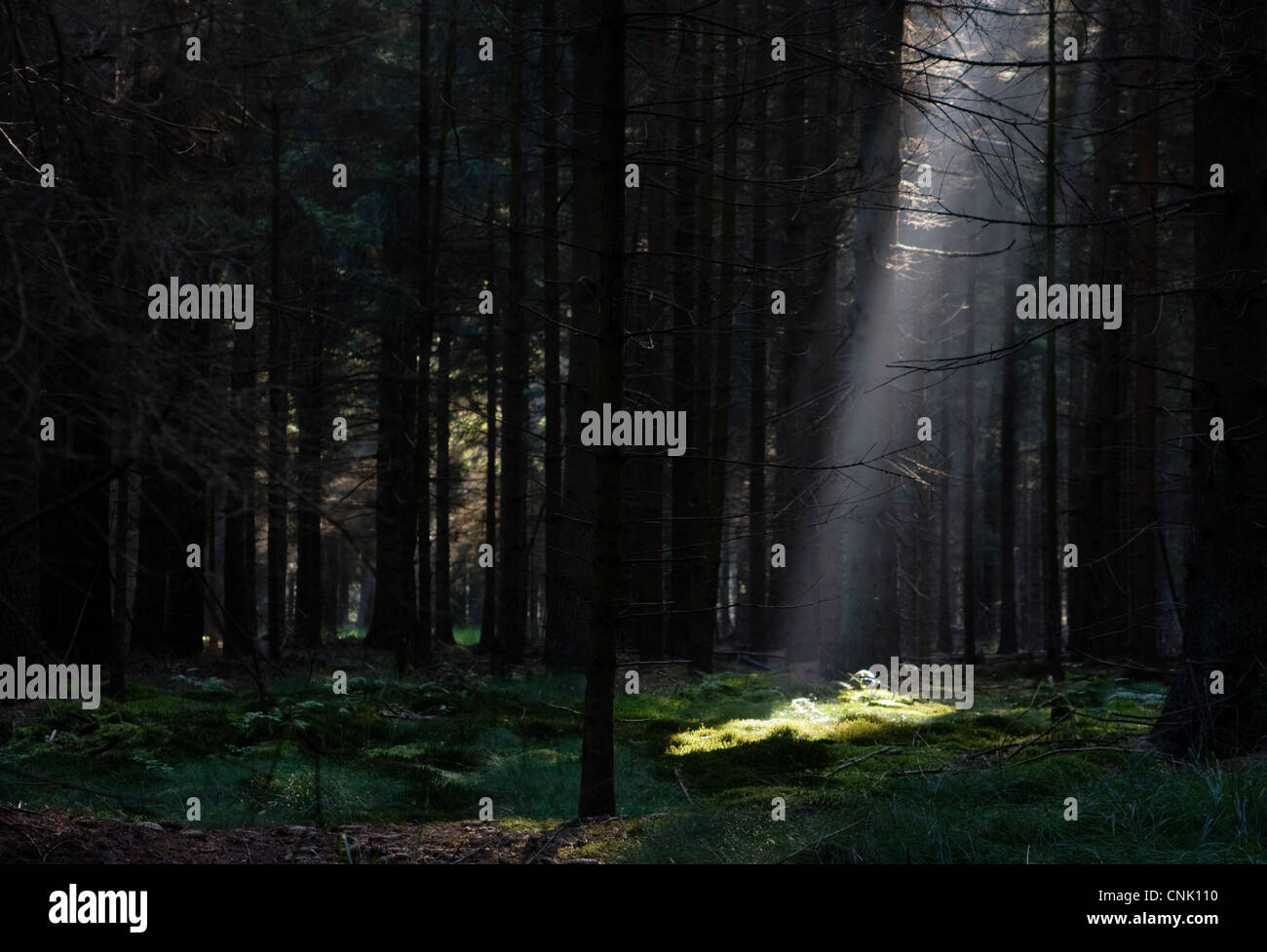 Ein Sonnenstrahl erhellt ein Fleck auf Moos in einem dunklen Wald. Stockfoto