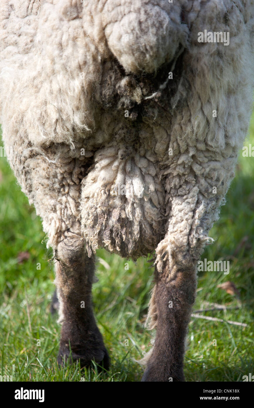 Oxford, seltene Rasse Schafe Stockfoto