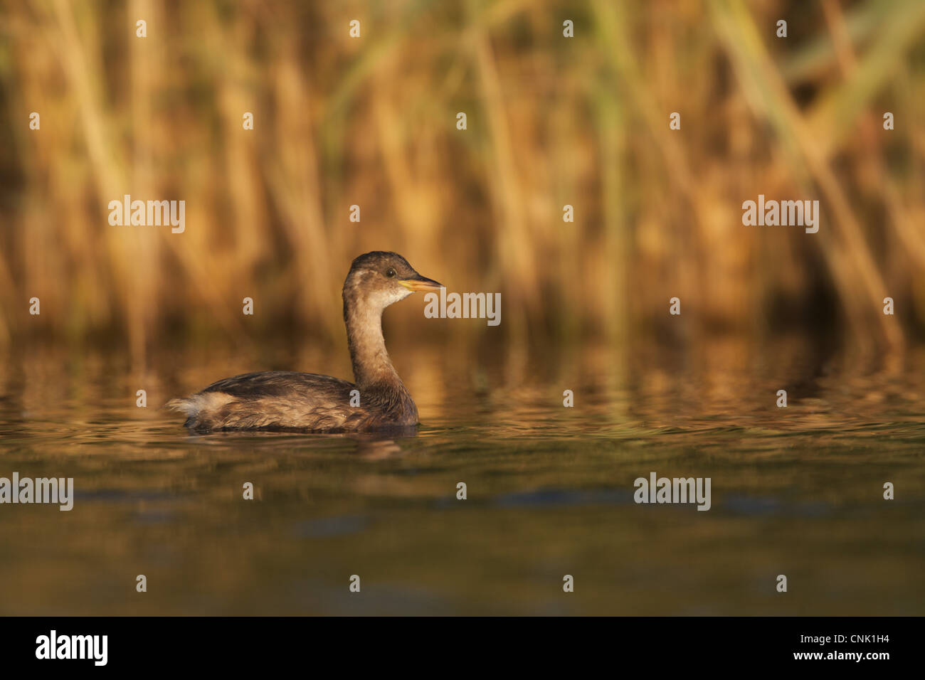 Wenig Grebe (Tachybaptus Ruficollis) Erwachsene, Winterkleid, Schwimmen im Teich, Norfolk, England, Oktober Stockfoto