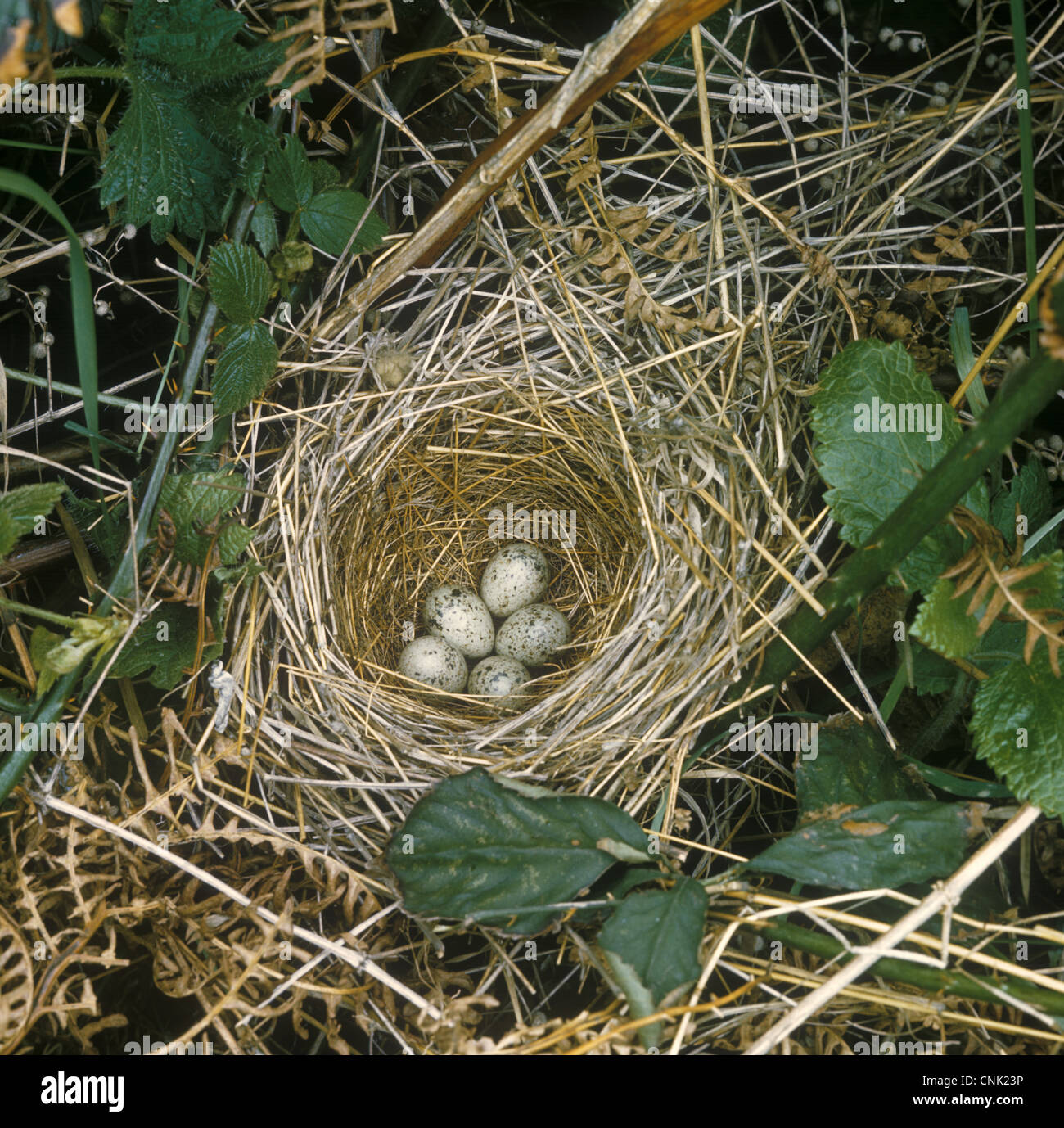 Gemeinsame Whitethroat (Sylvia Communis) Nest und Ei Stockfoto