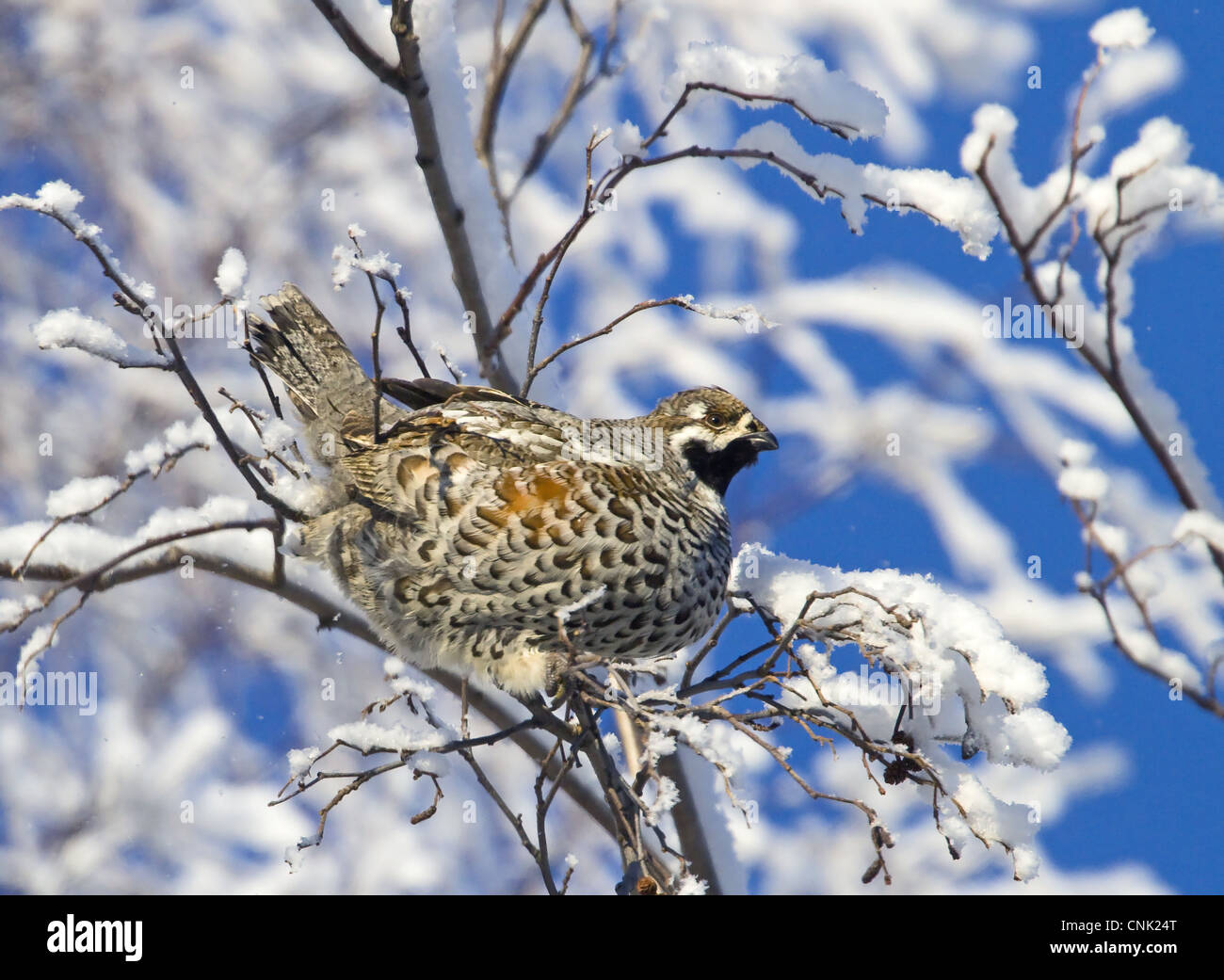 Hazel Grouse (Bonasa Bonasia) Männchen, thront in tief verschneiten grau-Erle (Alnus Incana) Baum, Finnland, Februar Stockfoto