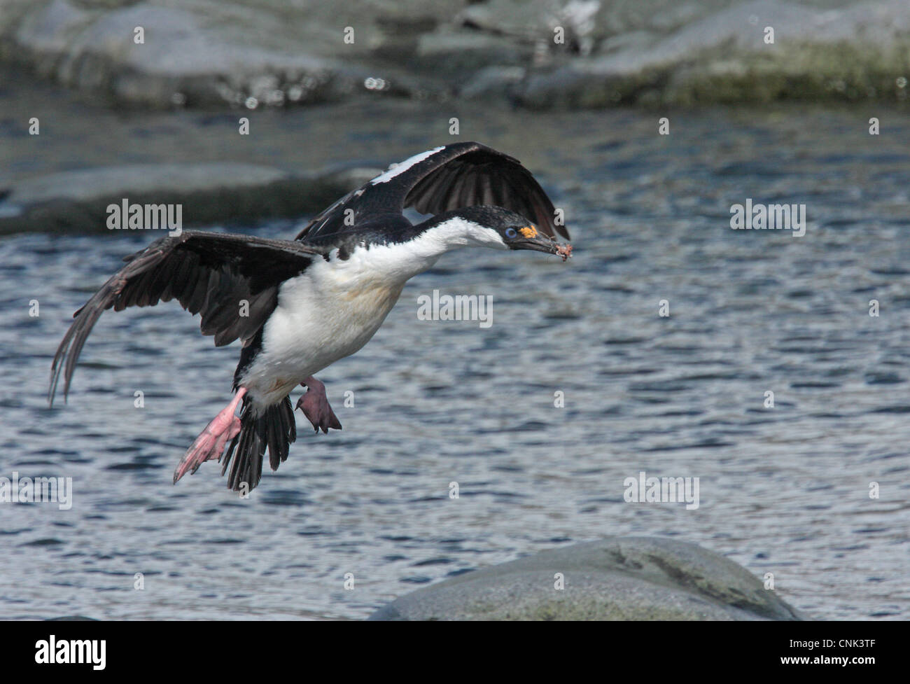 Antarktis Shag Phalacrocorax Bransfieldensis Erwachsener im Flug Landung Port Lockroy antarktischen Halbinsel Antarktis Dezember Stockfoto