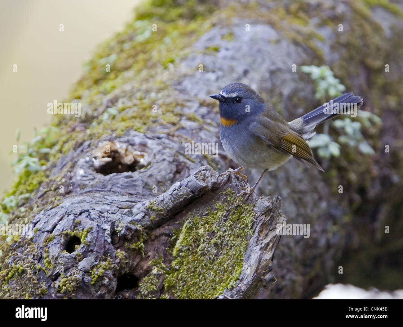 Rufous-gorgeted Fliegenschnäpper (Ficedula Strophiata) Männchen, thront auf Baumstamm, Uttaranchal, Indien, Januar Stockfoto