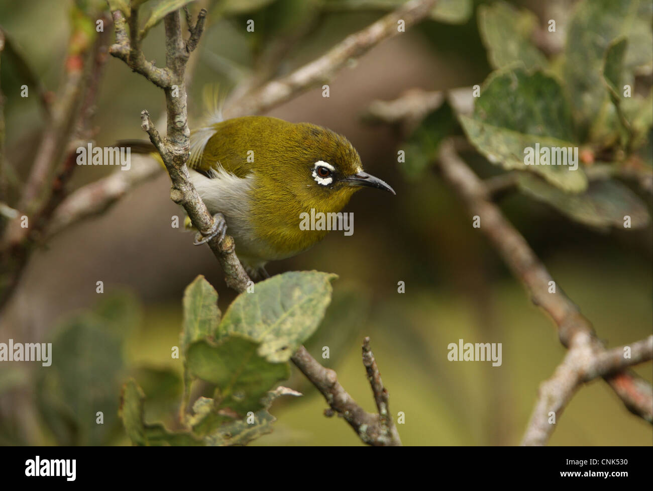 Ceylon-White-eye (Zosterops Ceylonensis) Erwachsenen, thront auf Zweig, Horton Plains Nationalpark, Sri Lanka, Dezember Stockfoto