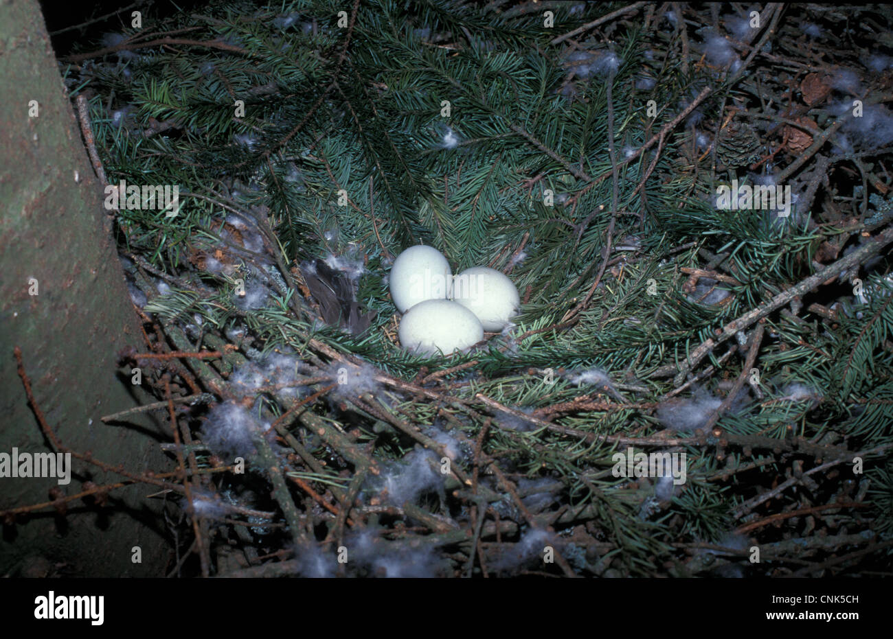 Habicht (Accipiter Gentilis) drei Eiern im nest Stockfoto