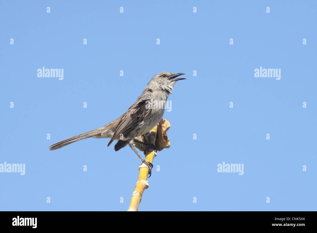 Bahama Spottdrossel (Mimus Gundlachii) Erwachsene, Gesang, thront auf Stamm, Turks And Caicos Islands Stockfoto