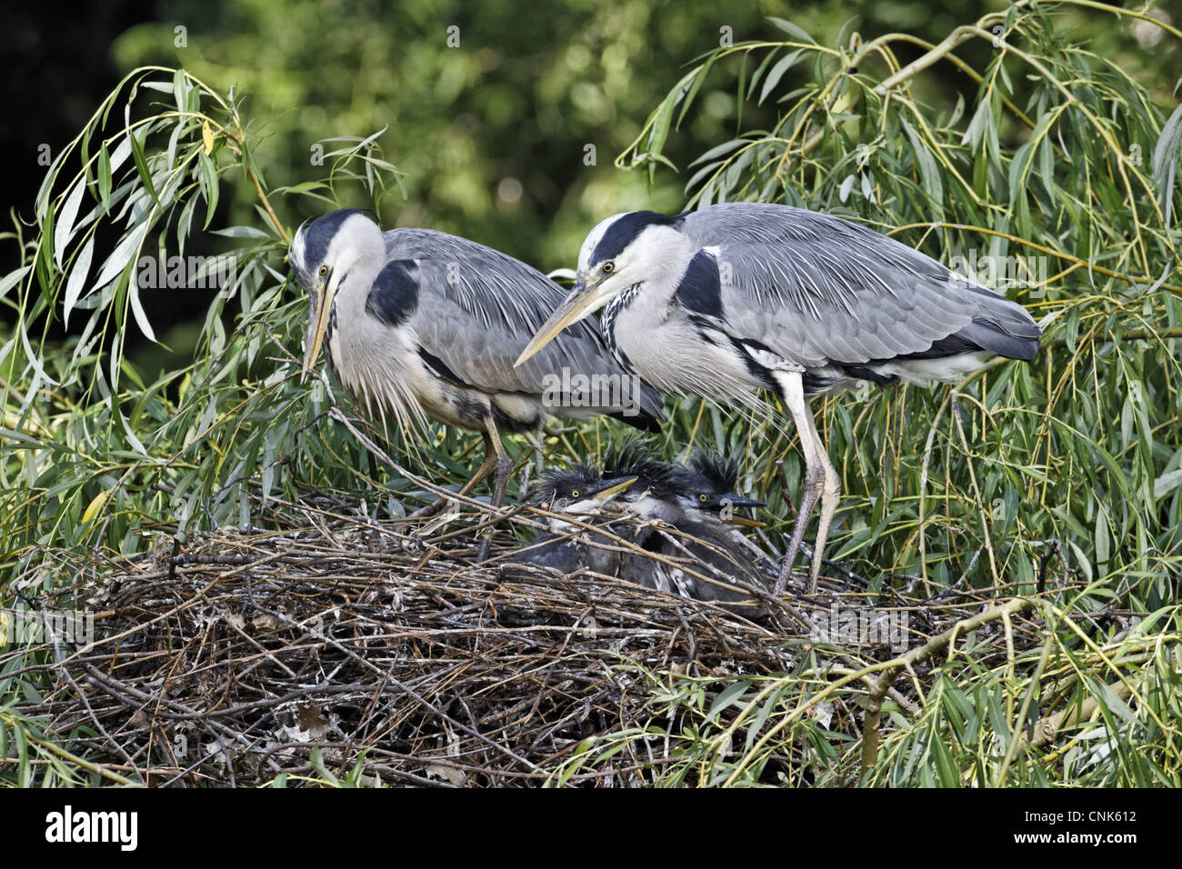 Erwachsenen paar Graureiher (Ardea Cinerea), am Nest mit Küken im städtischen Park, London, England, kann Stockfoto