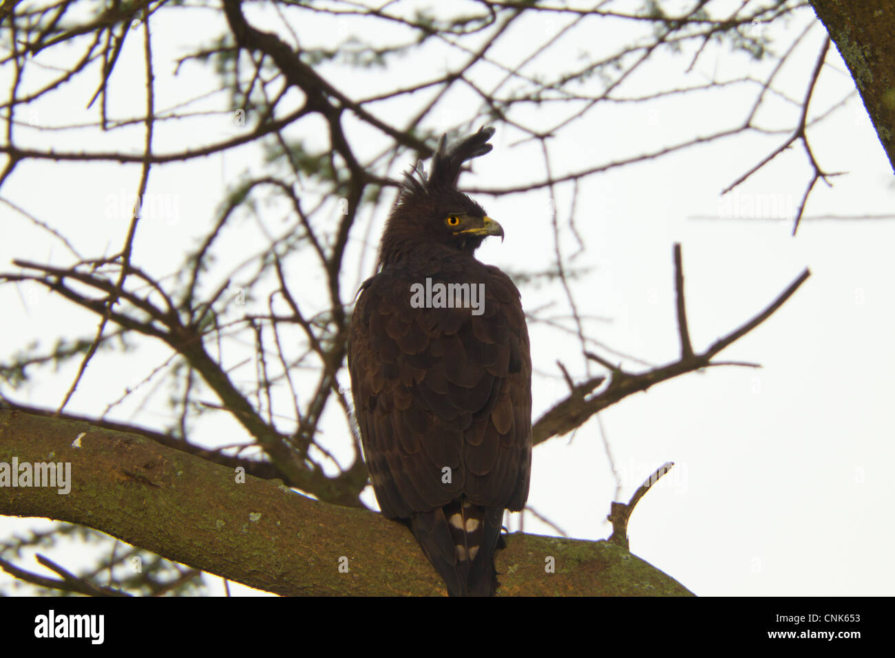 Lange-crested Adler thront und beobachten Stockfoto